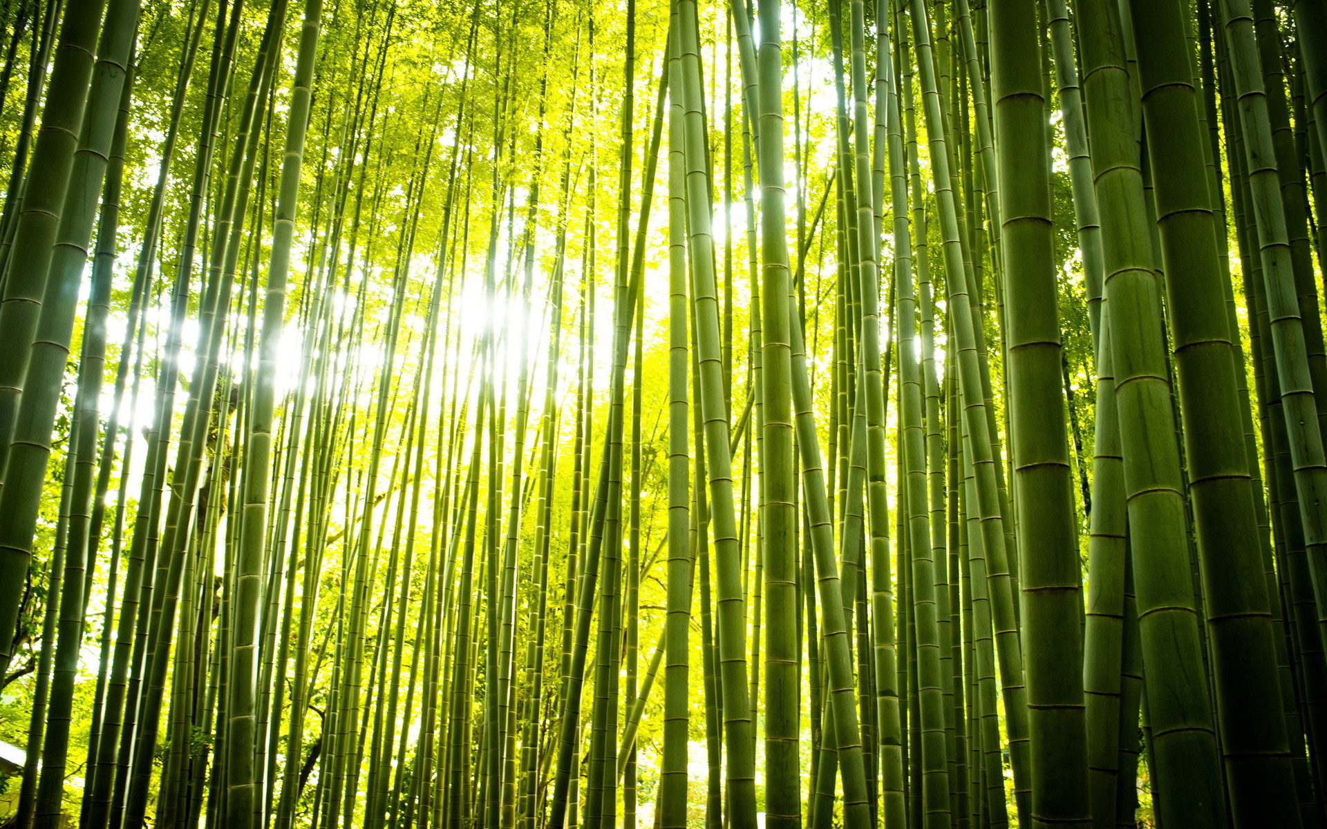 1920x1200 Earth - Bamboo Forest Green Zen Wallpaper