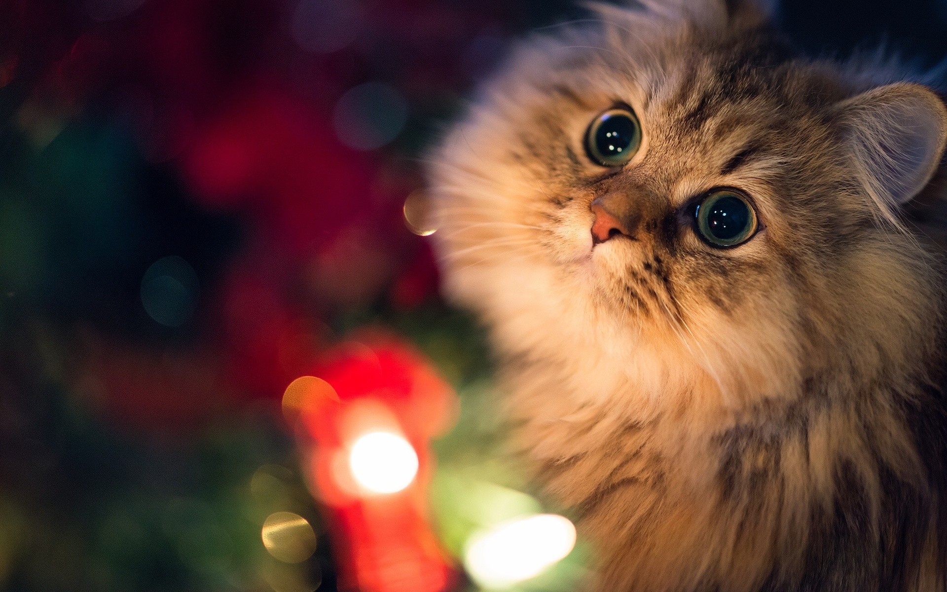 1920x1200 Holiday christmas seasonal animals cats light fur face eyes nose ears  wallpaper |  | 24663 | WallpaperUP