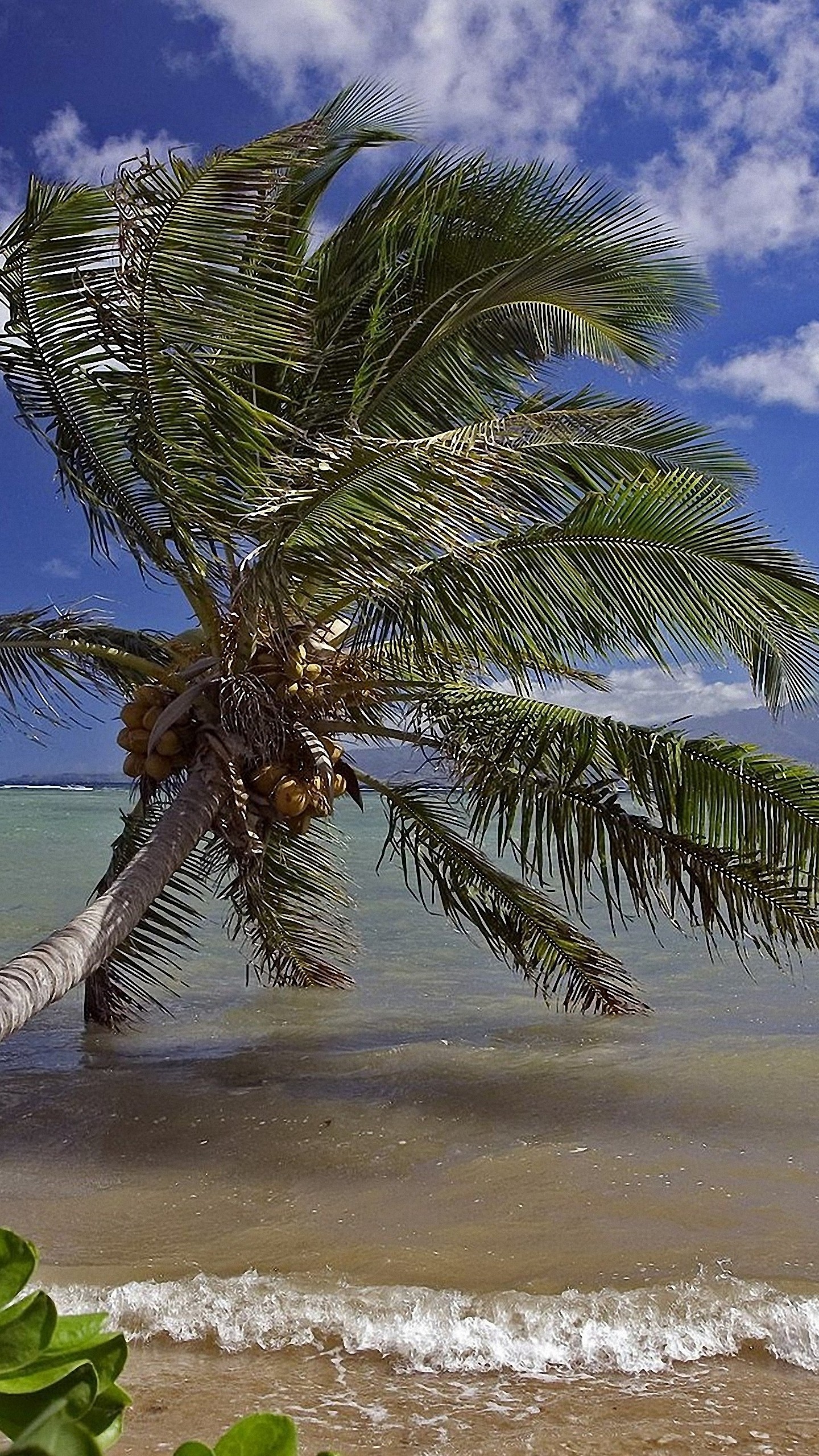 1440x2560 palm tree sea beach iPhone 6s / 7 / 7s / Plus wallpapers HD