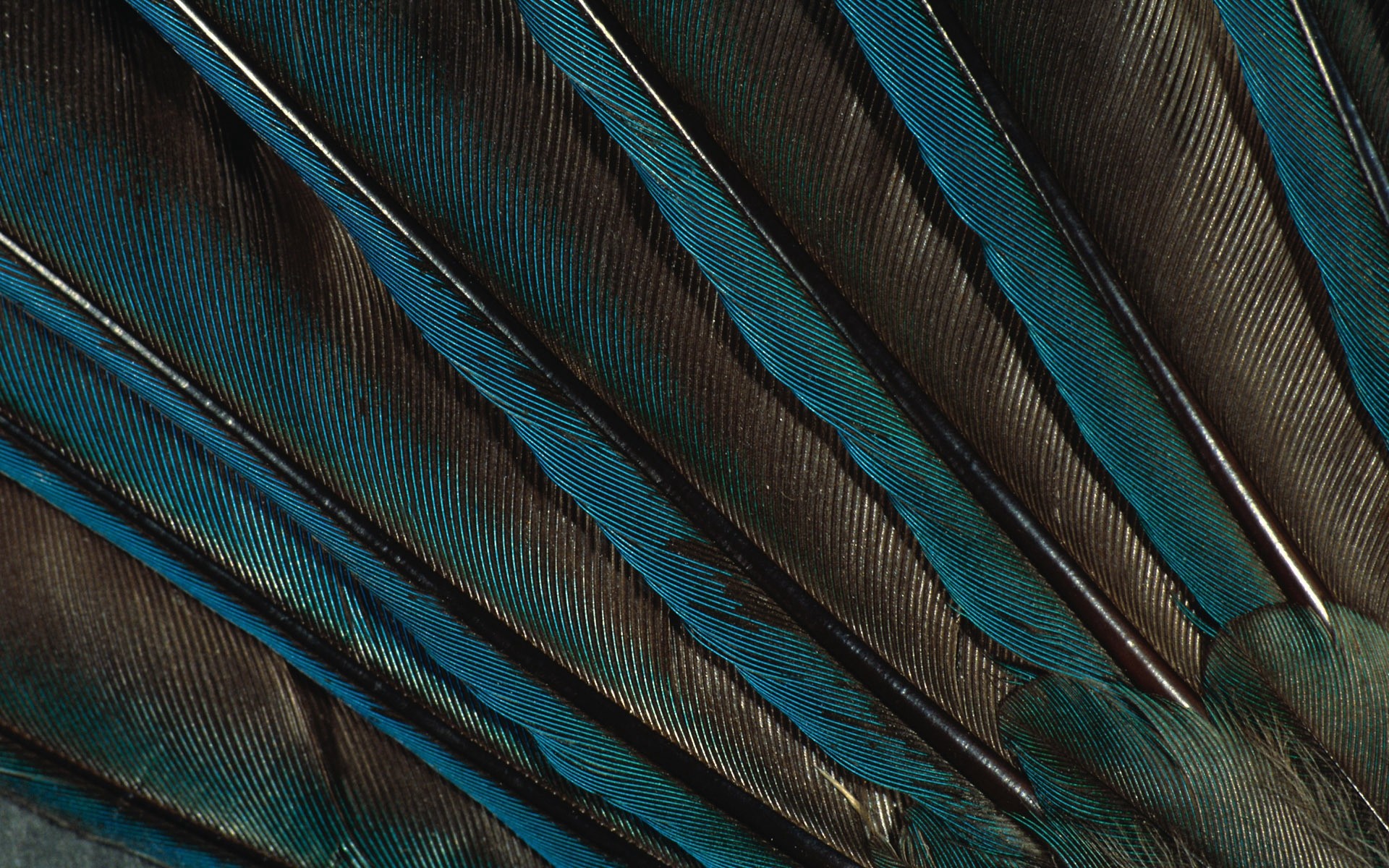 1920x1200  Wallpaper feathers, peacock, background, dark