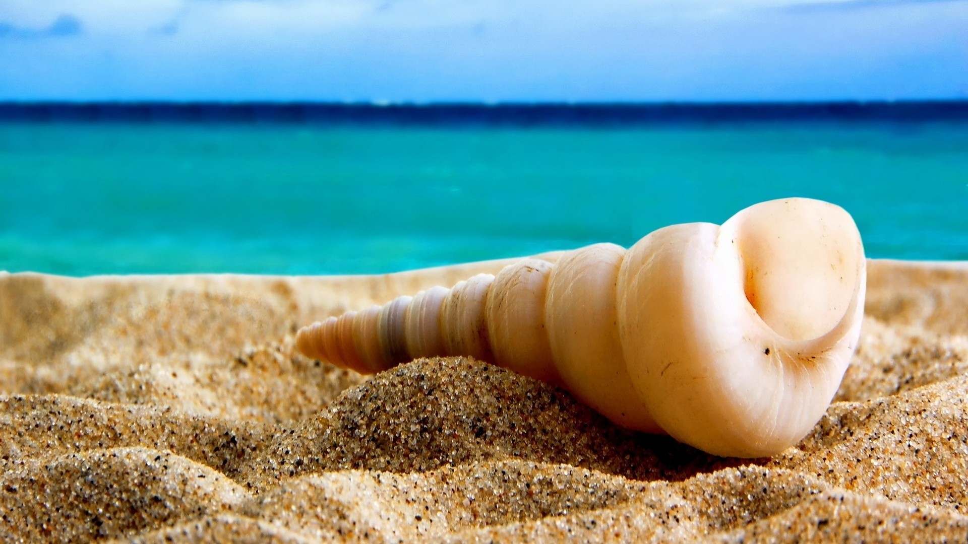 1920x1080 Seashell HD Pictures