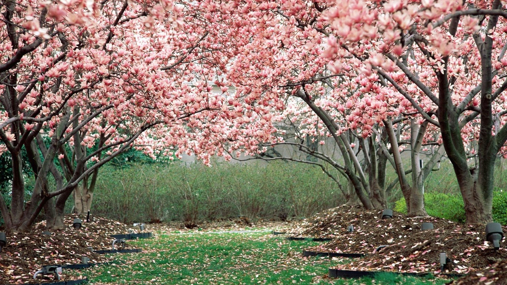 1920x1080 Preview wallpaper spring, garden, flowering, trees, pink 