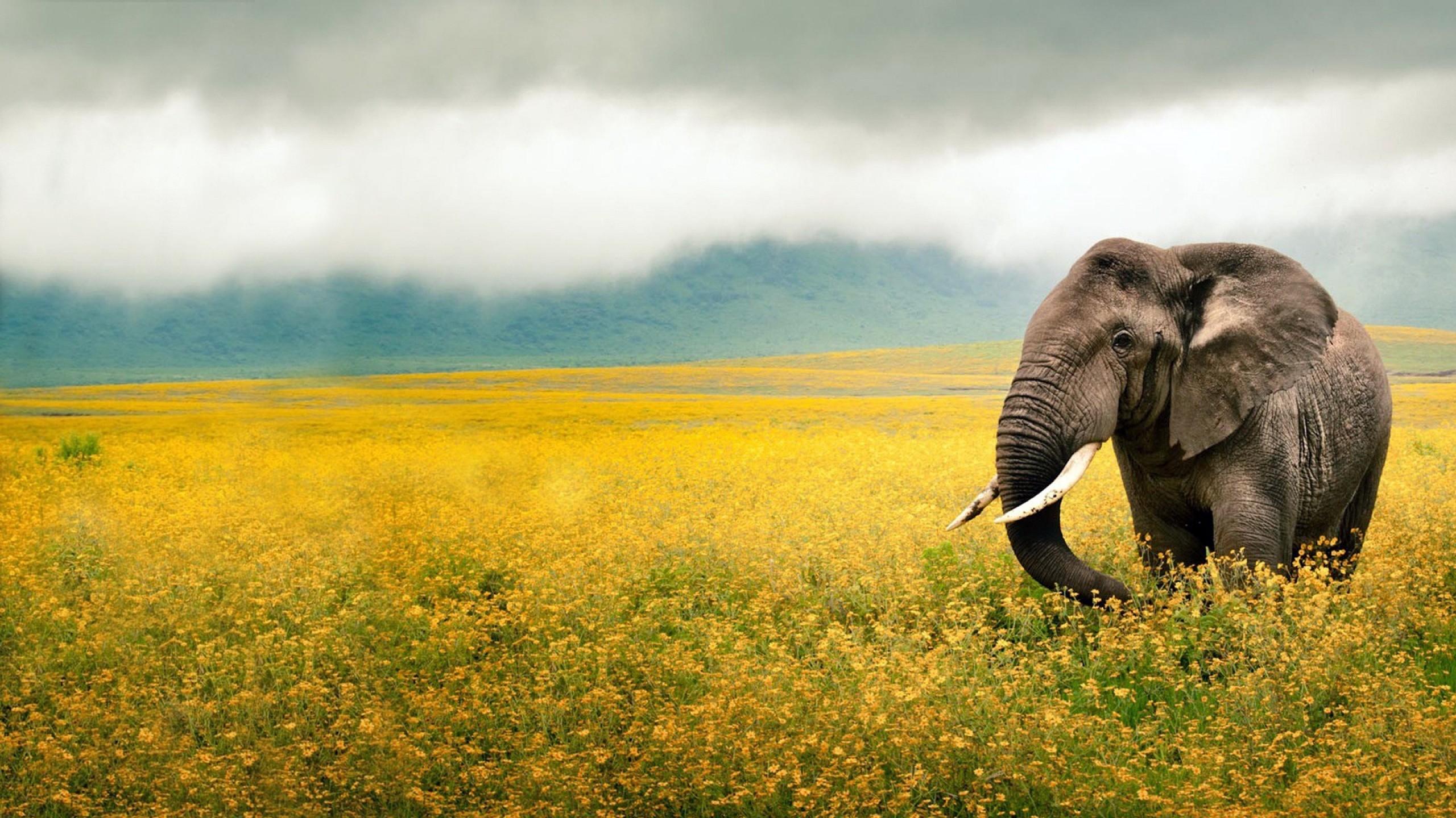 2560x1440 Preview wallpaper elephant, grass, field, walk, sky, beautiful scenery  