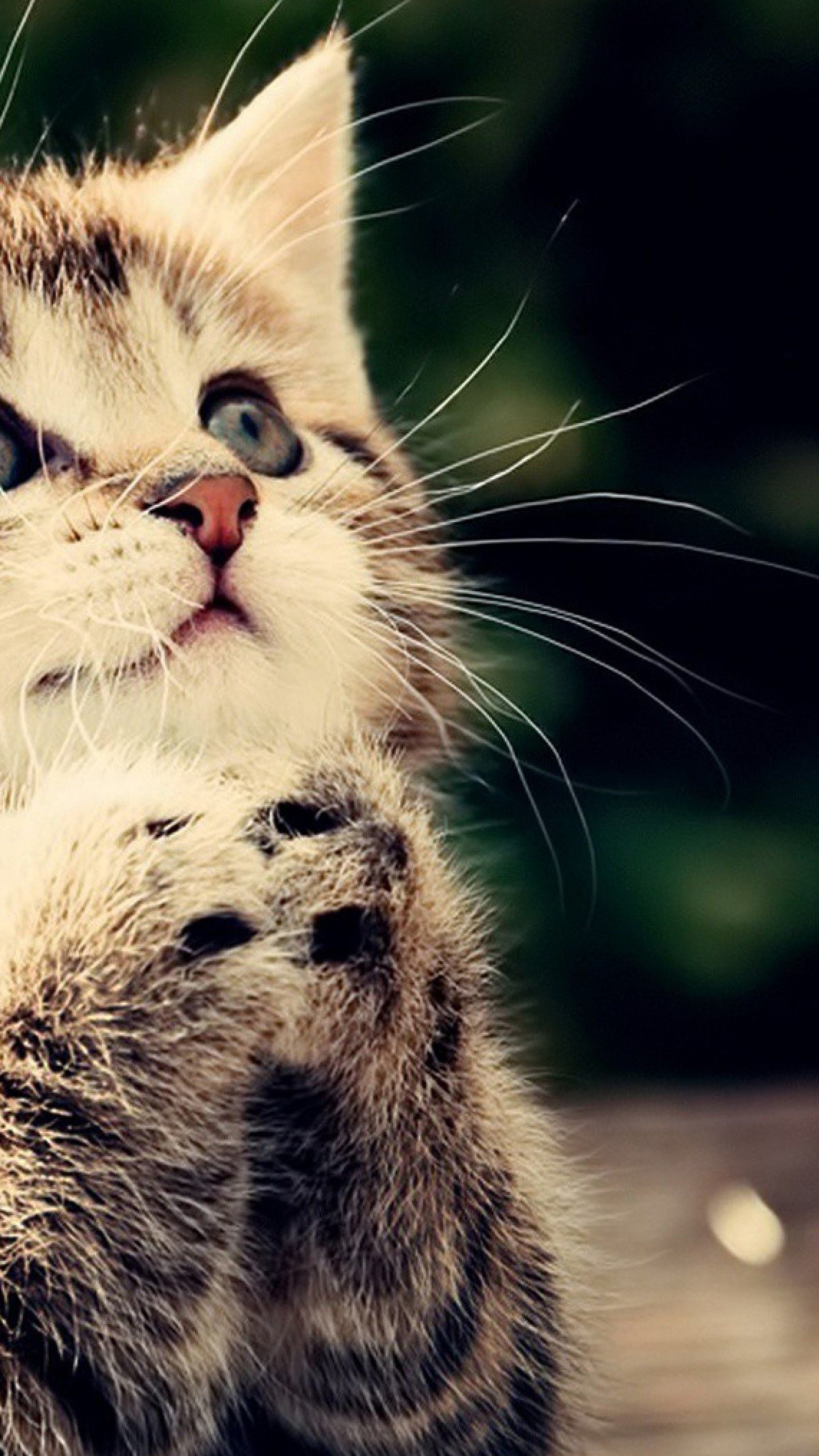 Cute Cats Wallpaper (63+ Images)