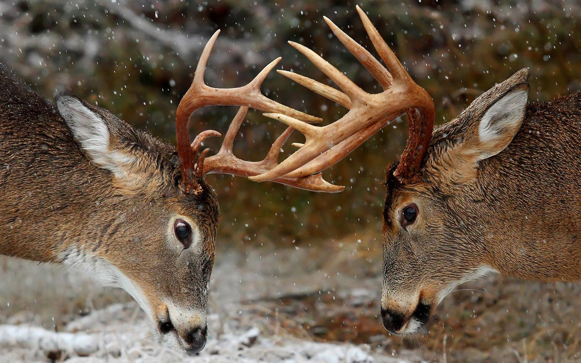 1920x1200 Whitetail Deer Backgrounds - Wallpaper Cave ...
