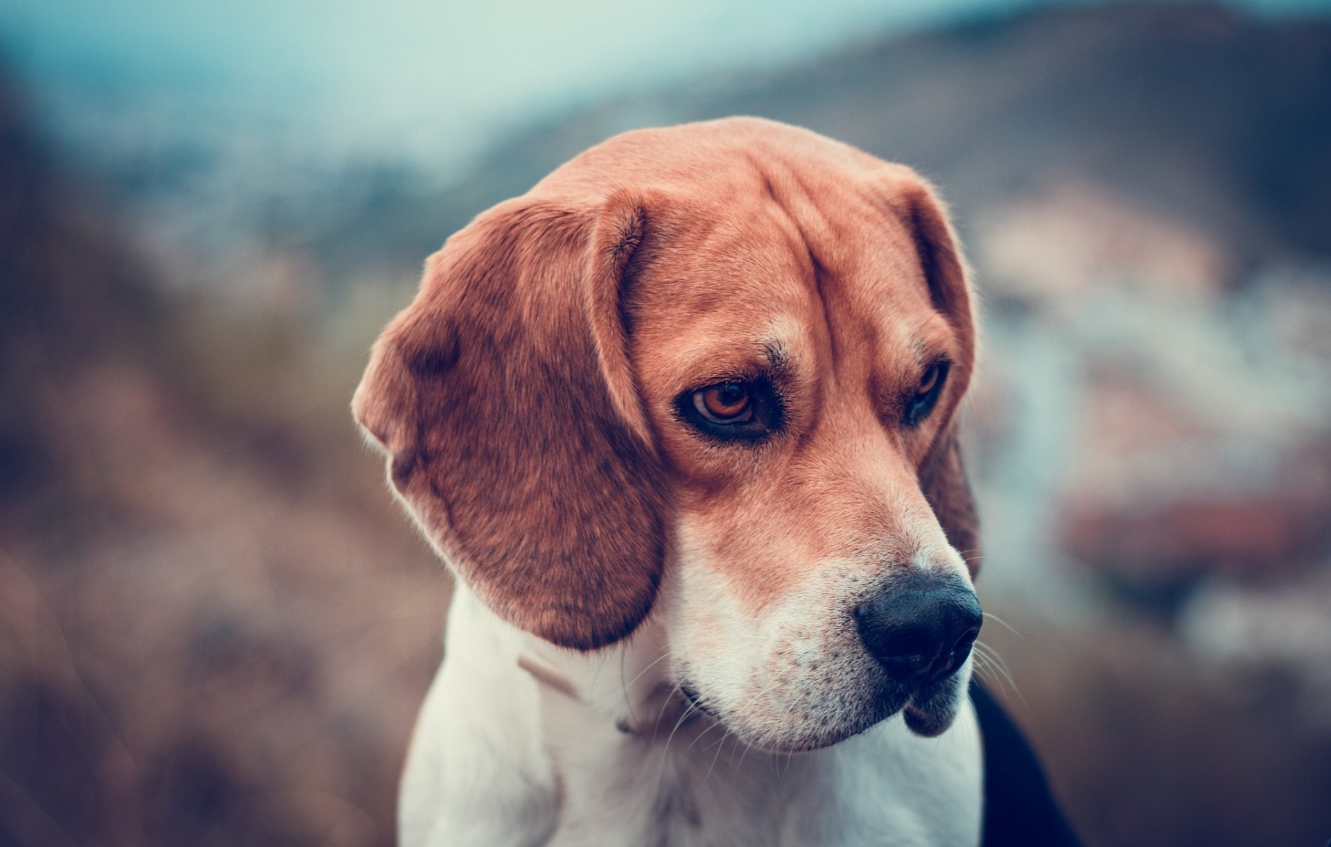 1920x1222 beagle dog face background blur