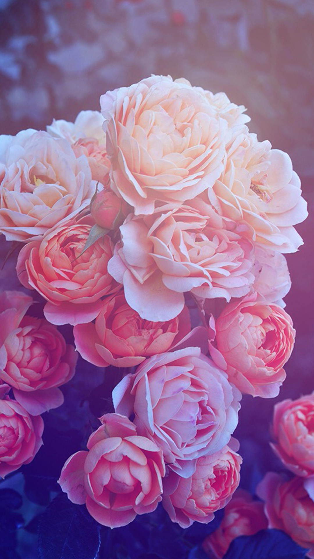 1080x1920 Pink Galaxy Iphone Wallpaper Beautiful pink roses