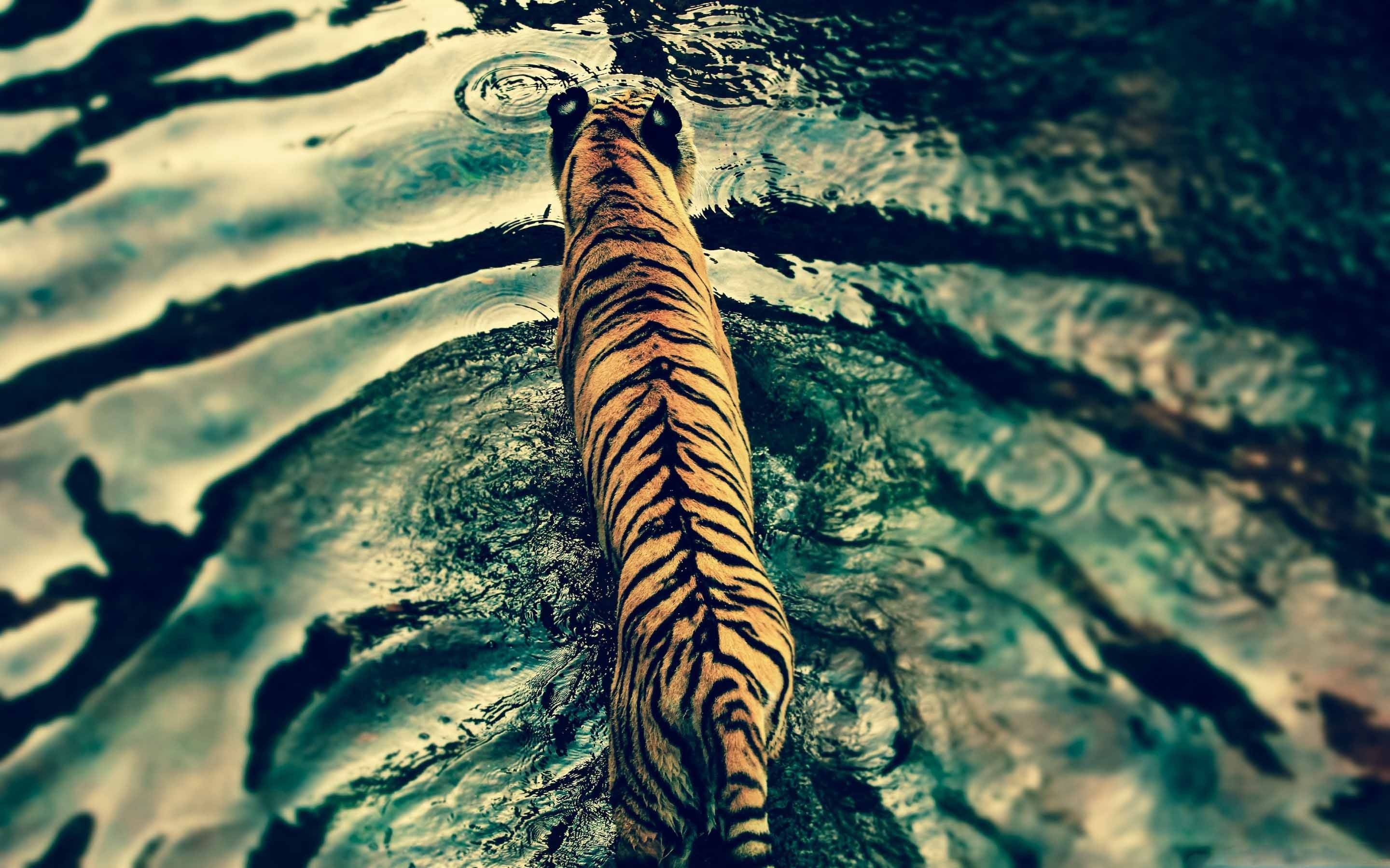 2880x1800 Tiger In Water Mac wallpaper
