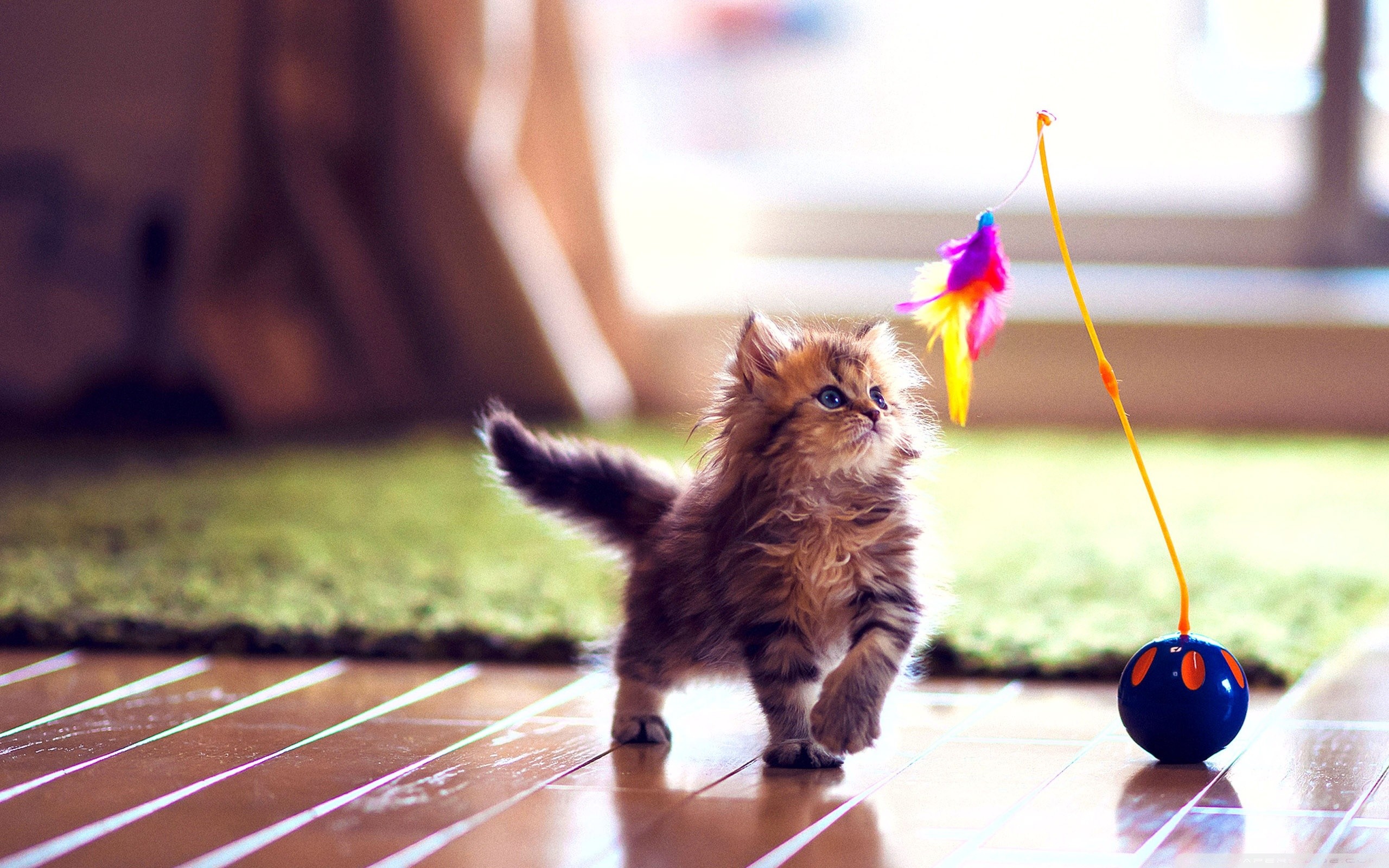 2560x1600 Kitten Playing-Cute Cats Wallpaper