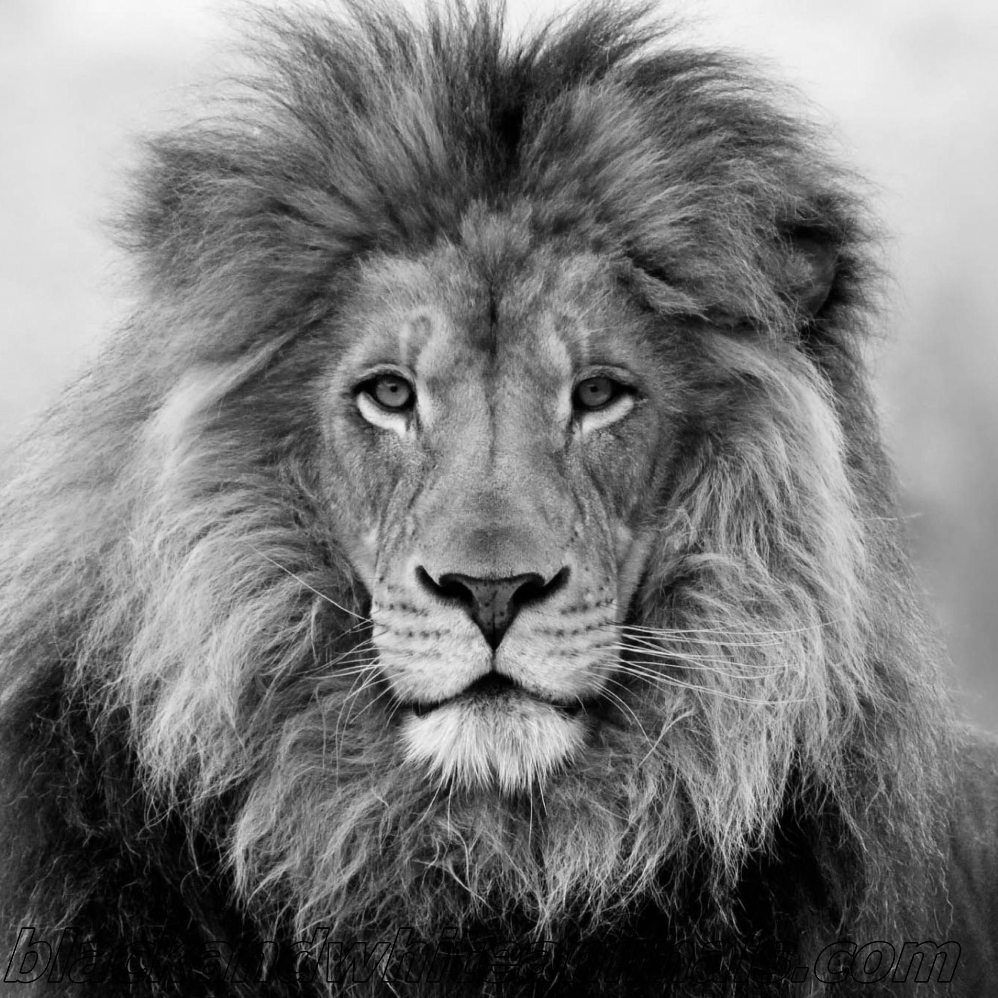 2048x2048 Lion Black And White Pictures