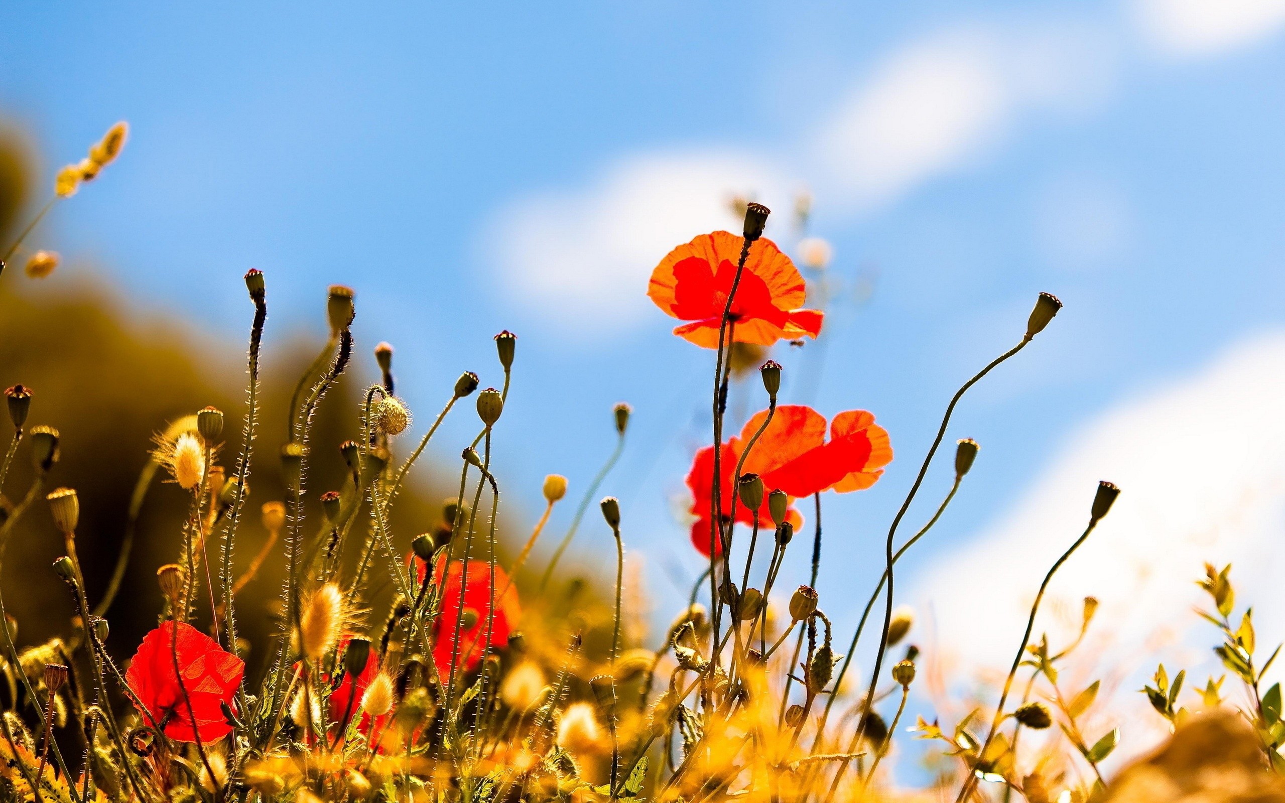 2560x1600 Download and View Full Size Photo. This Beautiful Flowers ...