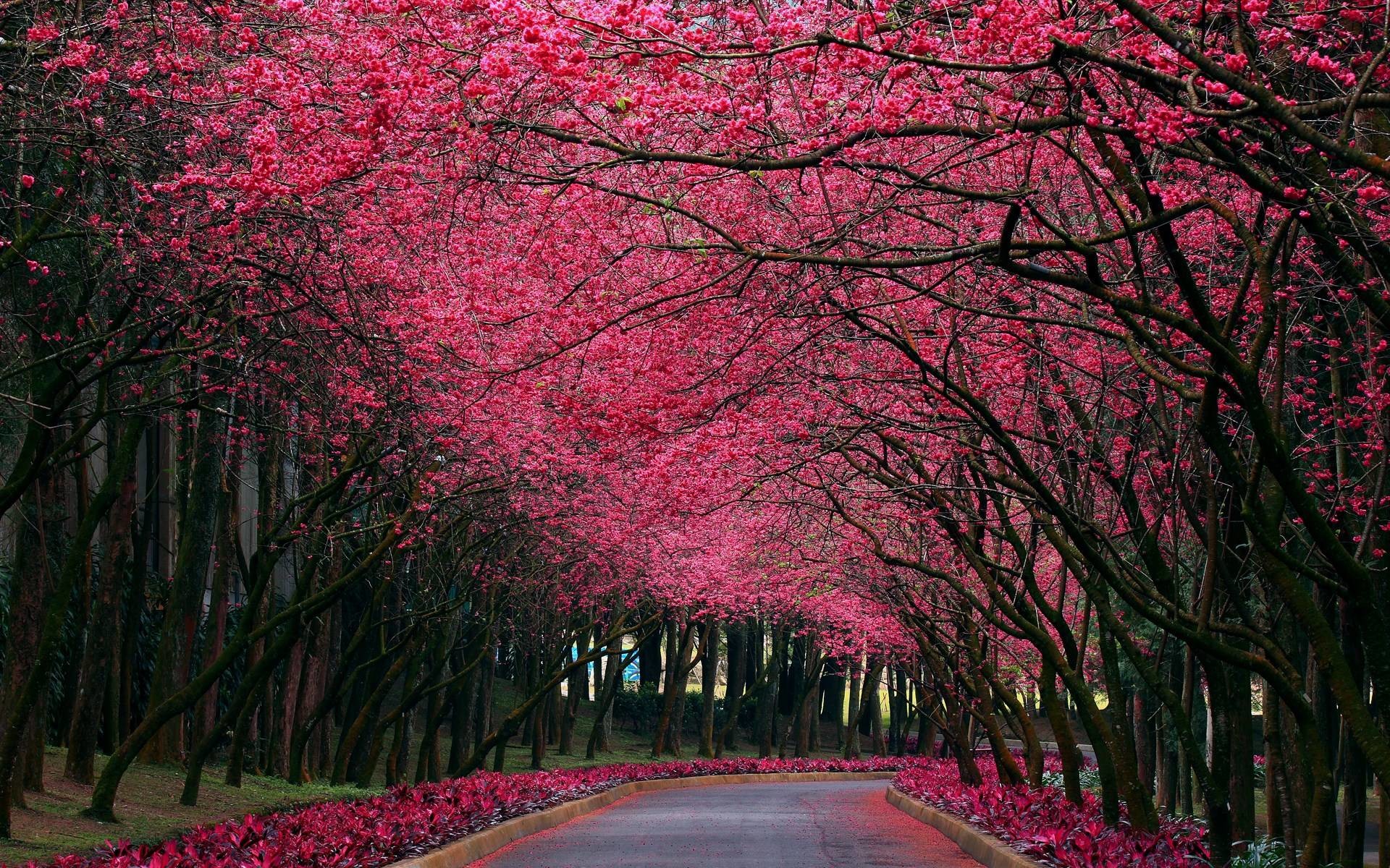 1920x1200 Wallpapers For > Pretty Pink Nature Backgrounds