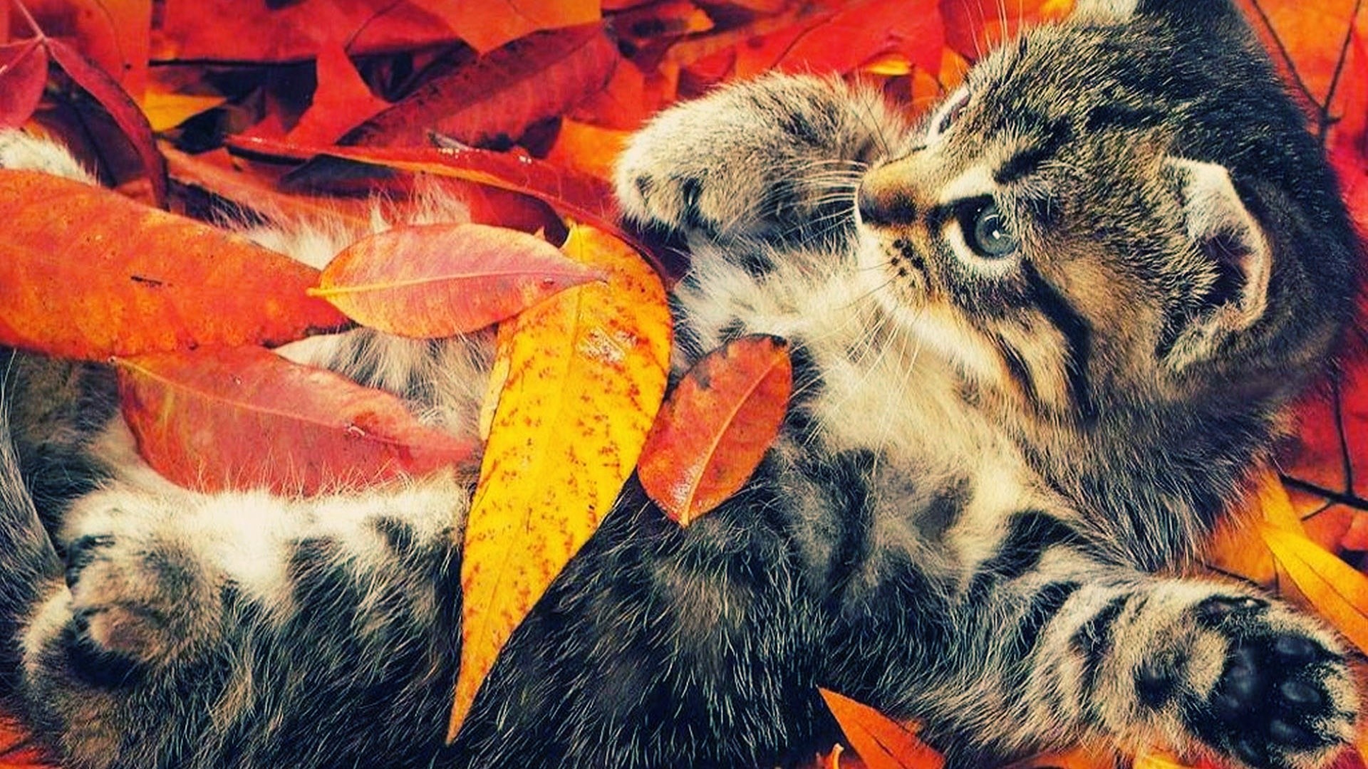 1920x1080 Autumn Life With Cats Wallpaper