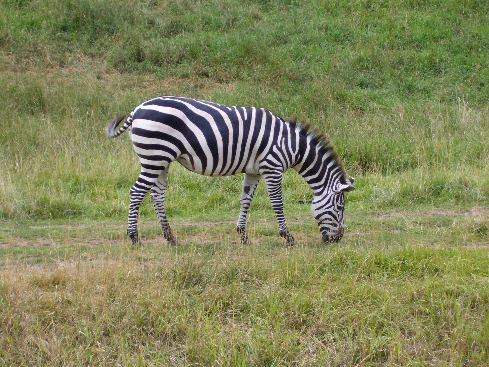 2048x1536 zebra desktop background pictures free