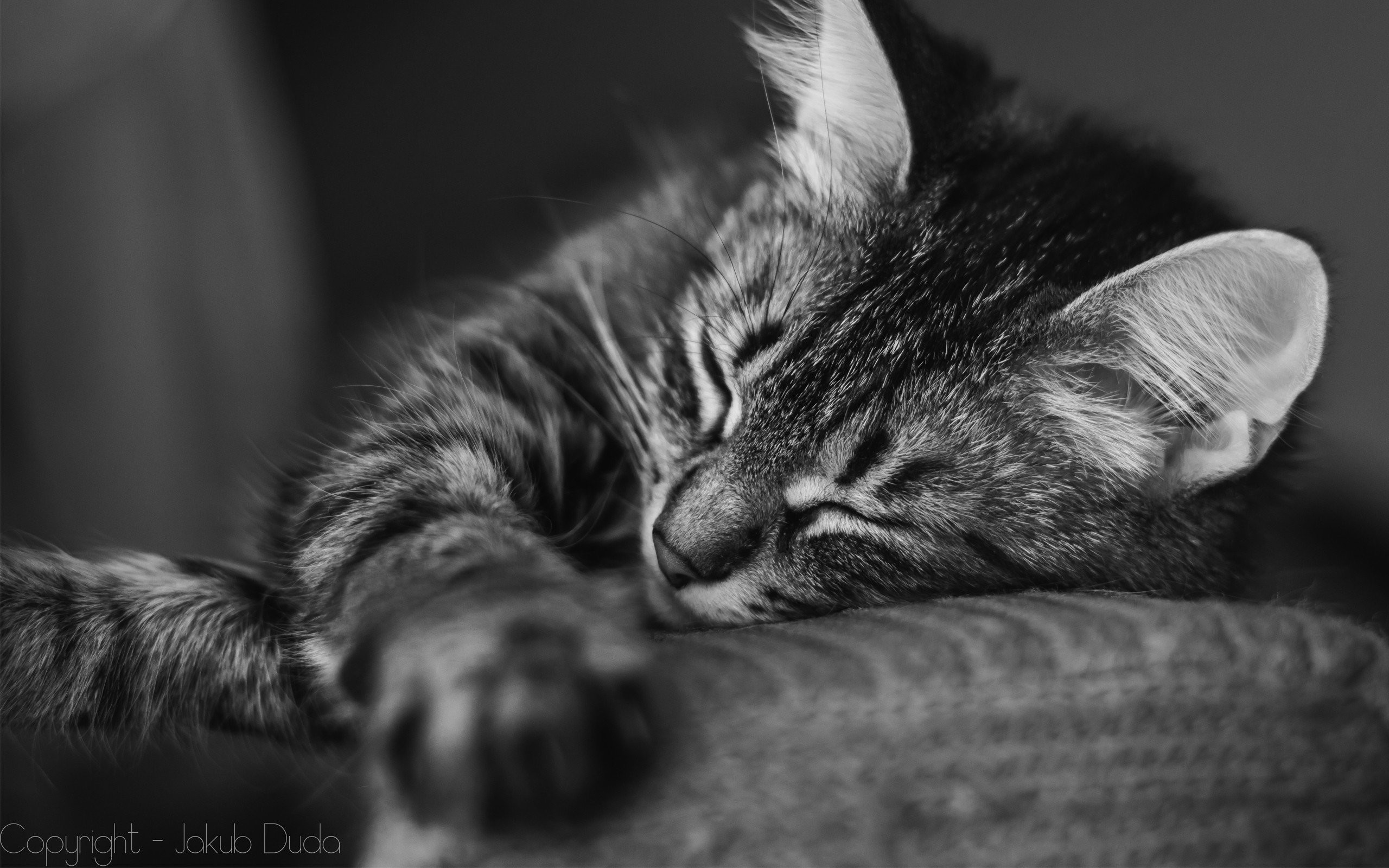 2560x1600 Black And White Cat Wallpaper 