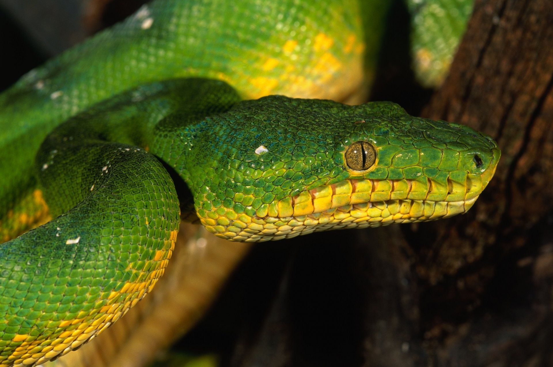 1920x1277 green snake eyes scales