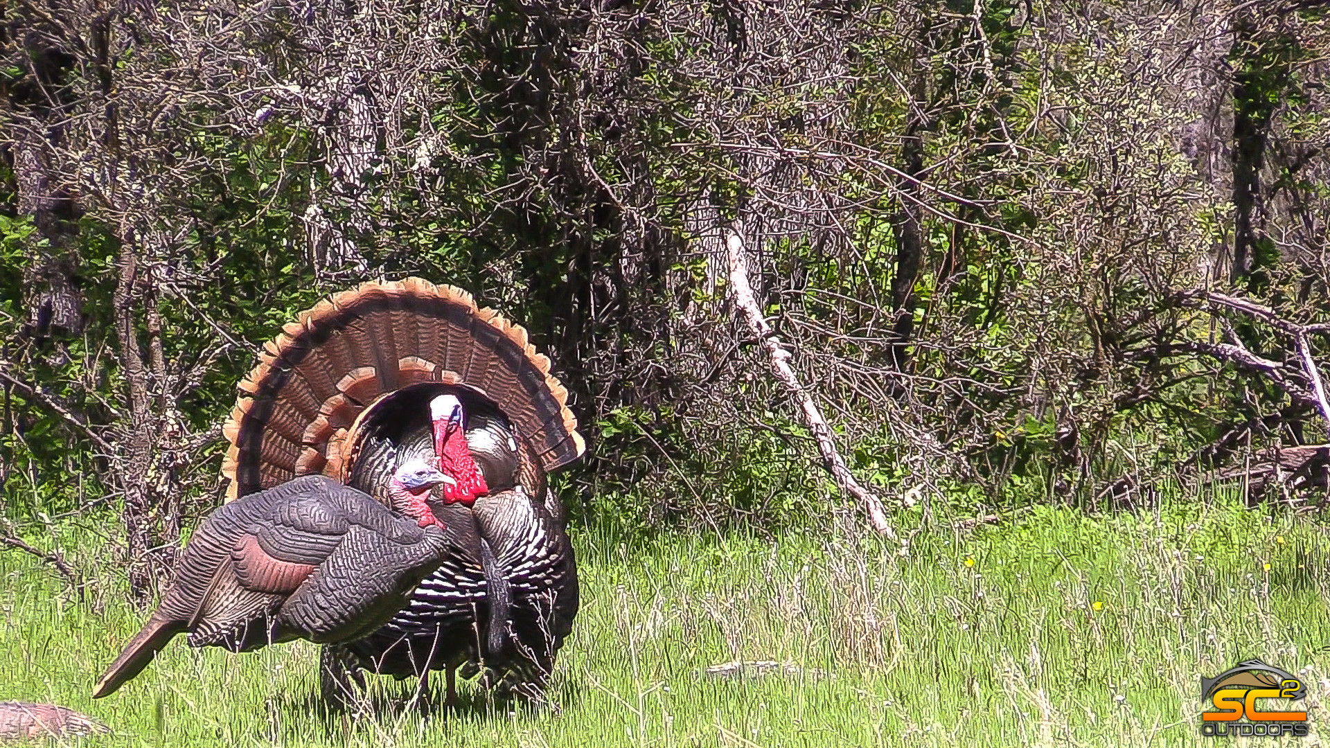 1920x1080 If you want to experience great spring turkey hunting give us a call, you  won't be disappointed with this hunt. Maybe you'll find yourself with " Spring ...
