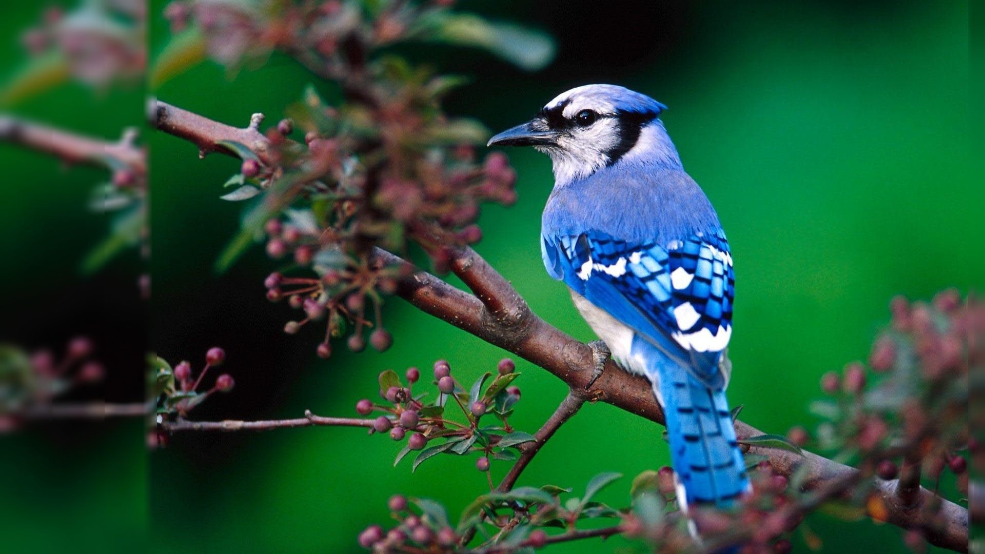 1920x1080 Free download images of beautiful birds wallpaper