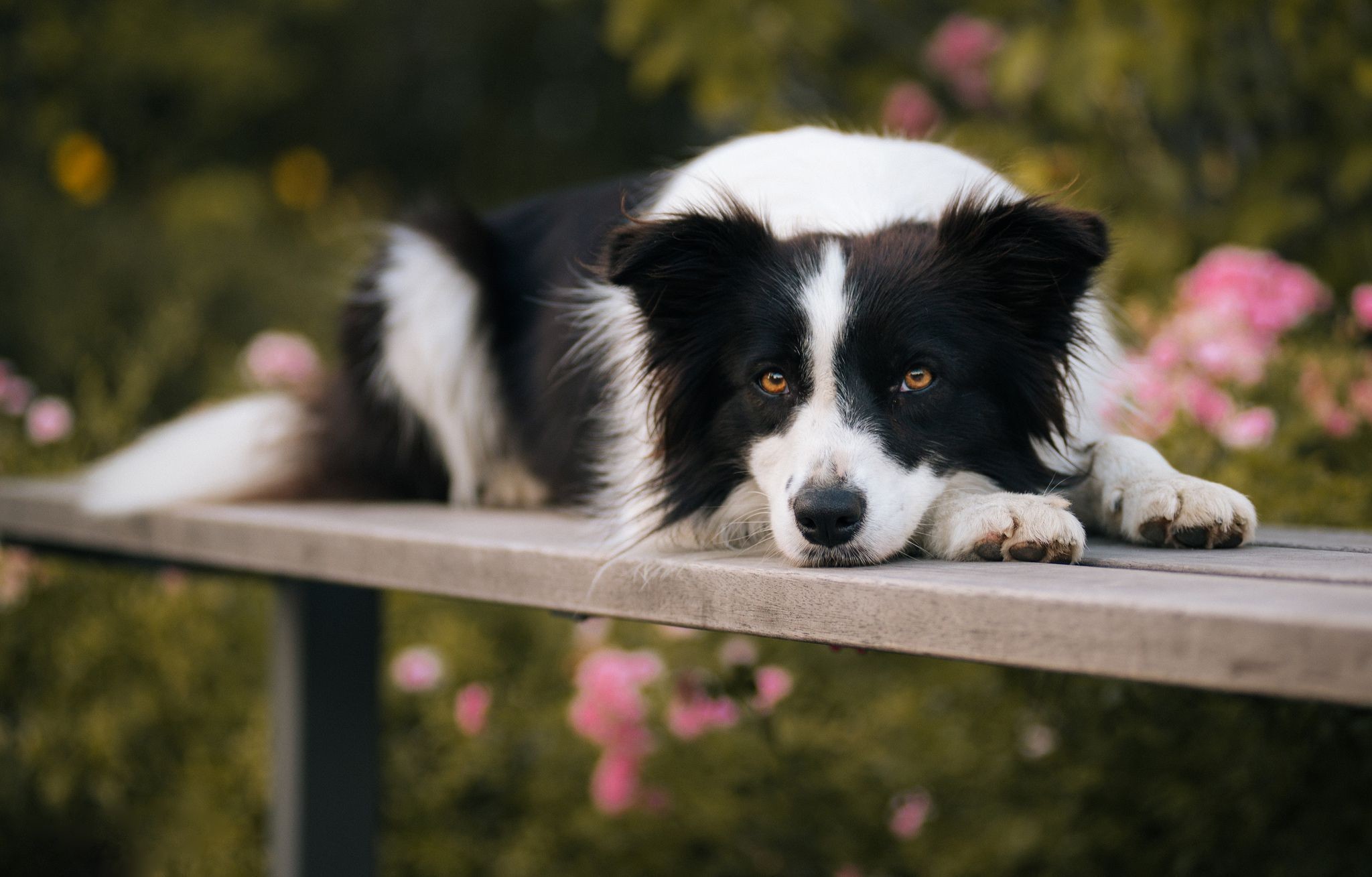 2048x1309 Best Images Of Border Collie ...