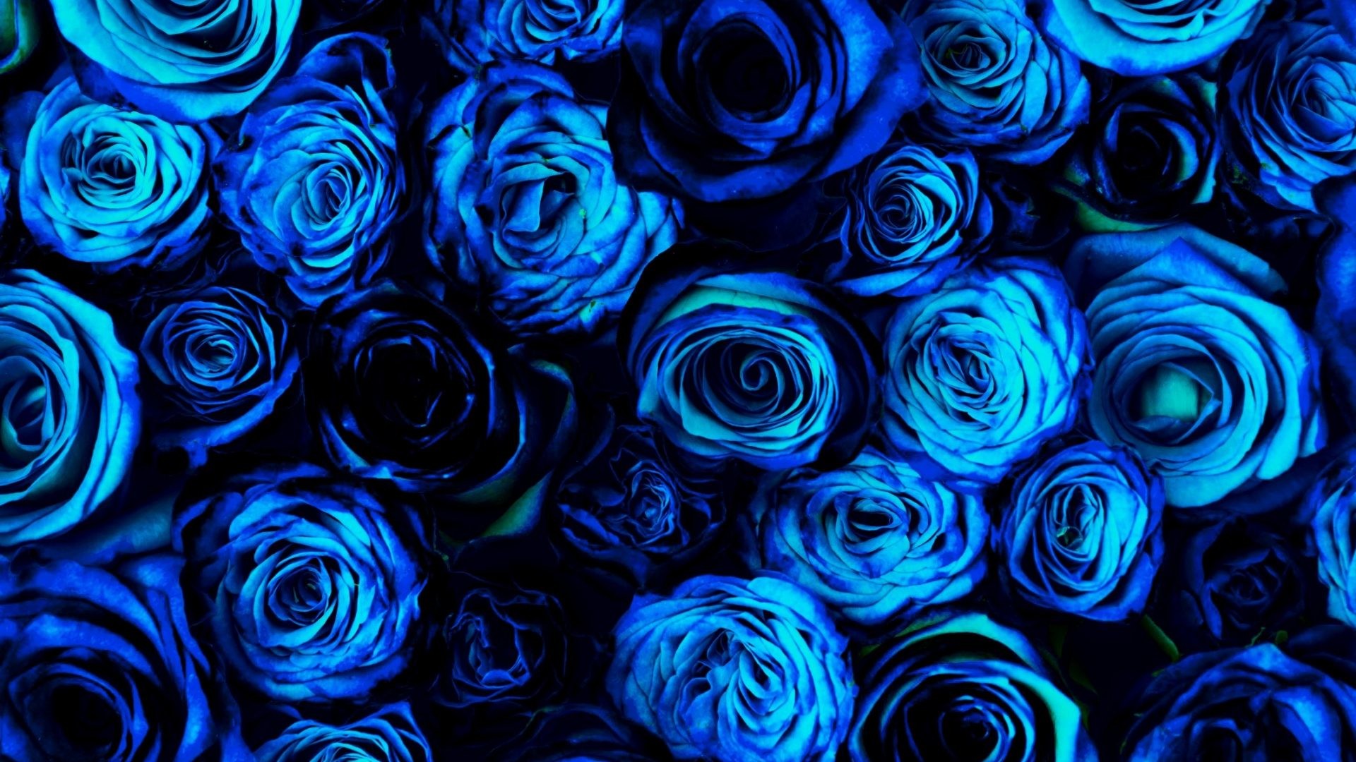 1920x1080 Rose Blue