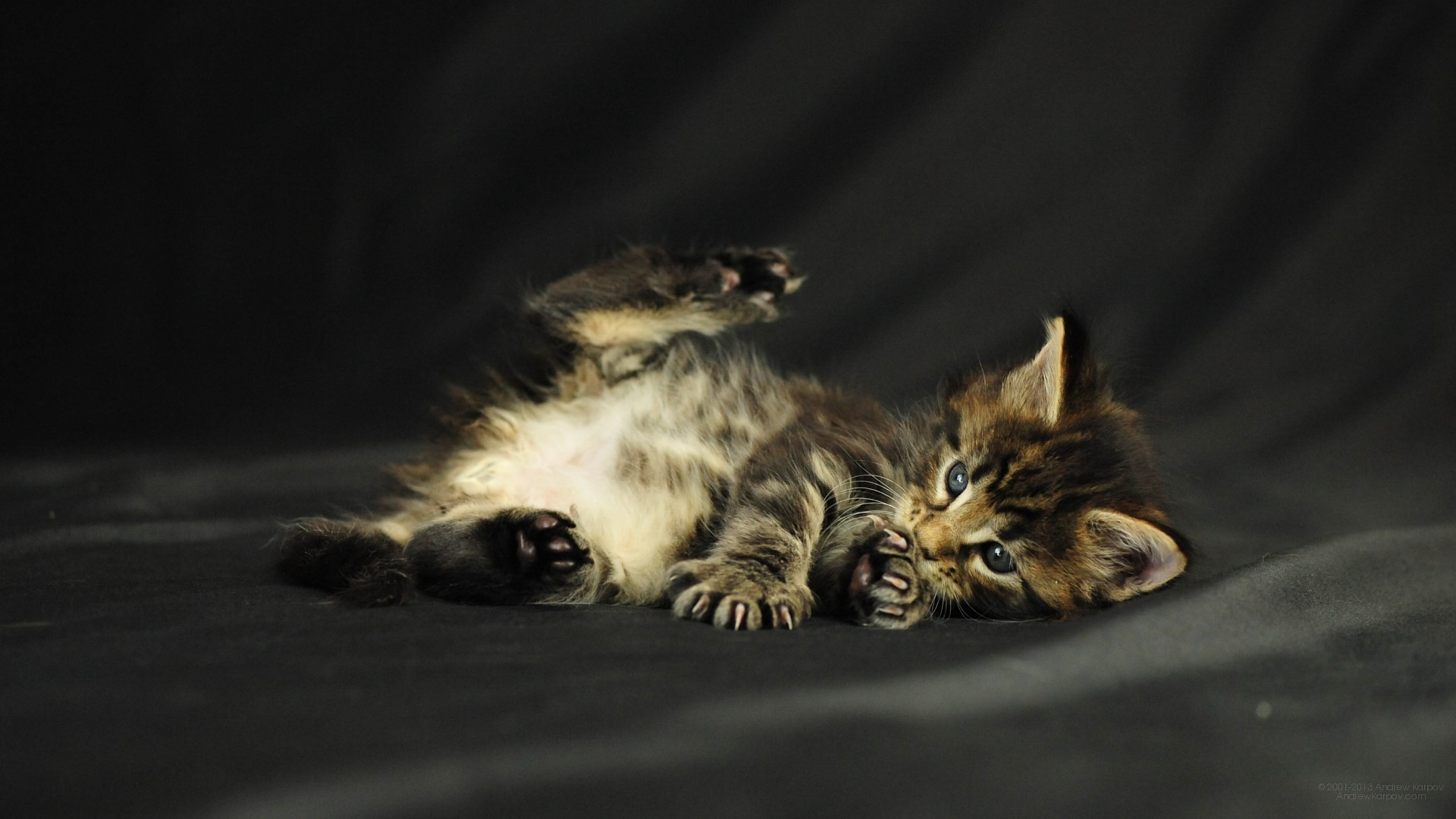 1920x1080 Pictures lolcat Funny Cat desktop wallpaper picture 1920 x 1080 Oracle,  Maine Coon kitten