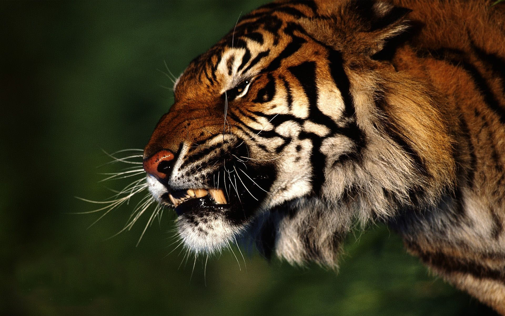 1920x1200 angry tiger wallpapers download