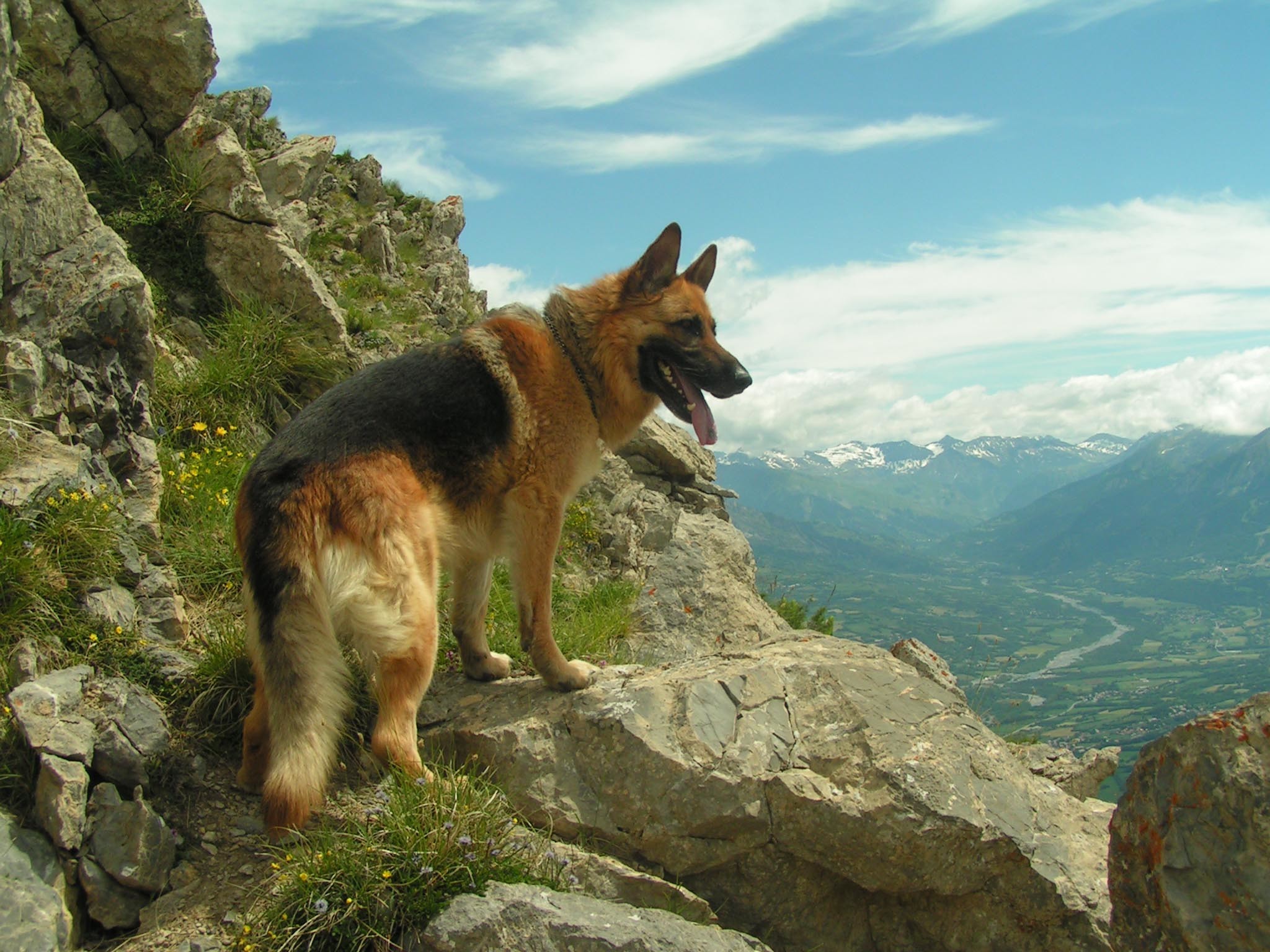2048x1536 Download German Shepherd Dog Wallpaper #2864 (10381) Full Size .