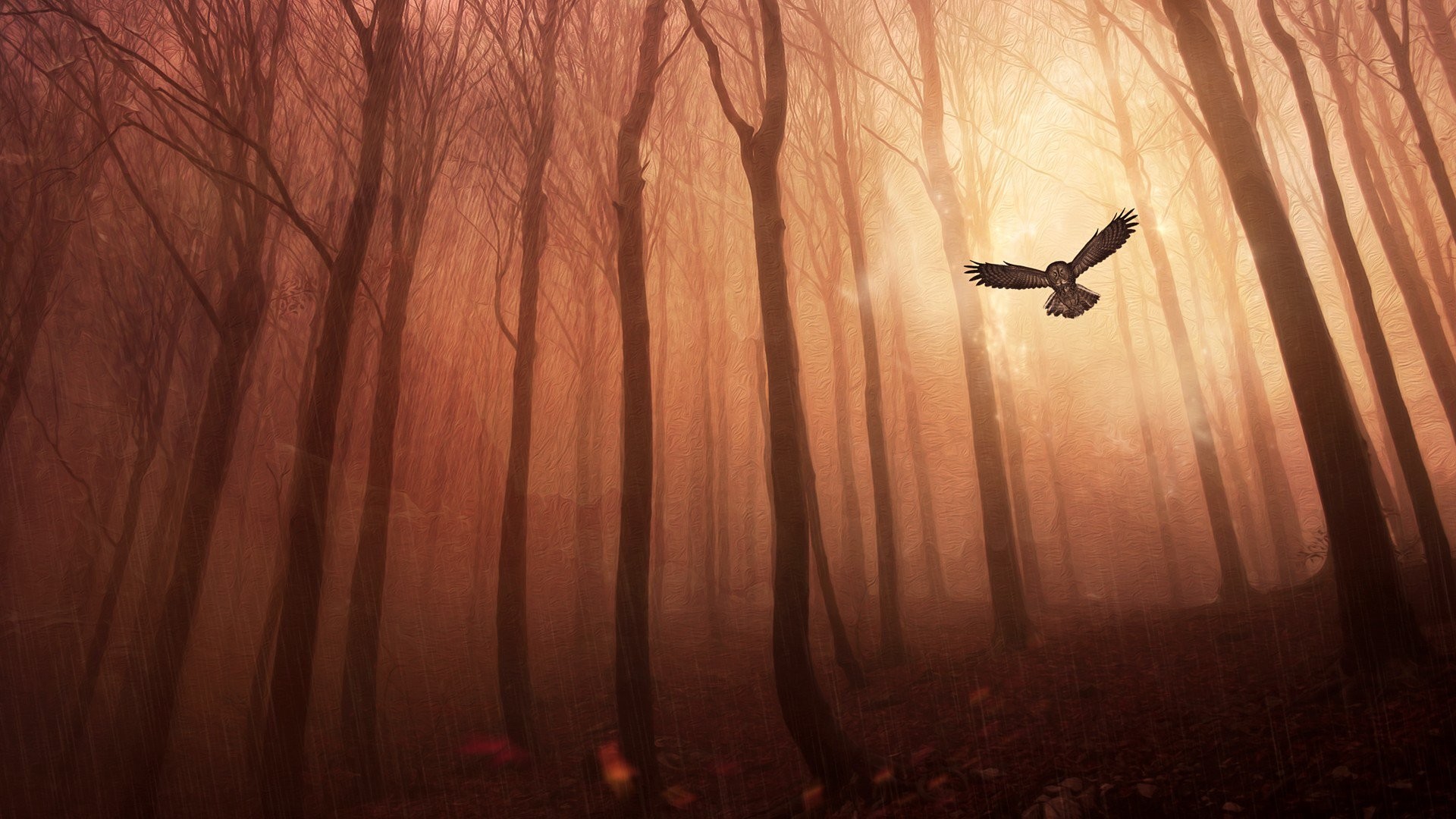 1920x1080 Owl Forest