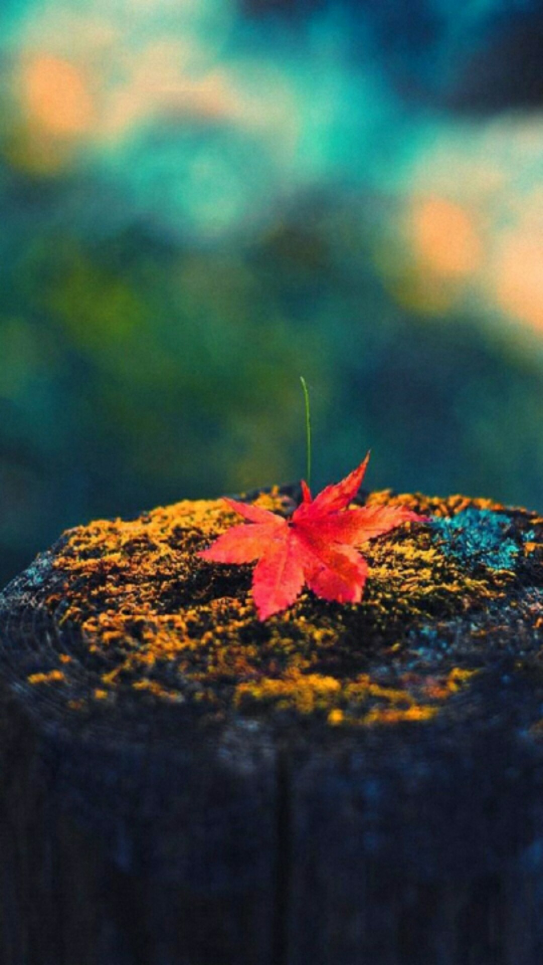 1080x1920 Maple leaf cellphone wallpaper lock screen, Fall, Autumn leaves, moss, tree  stump