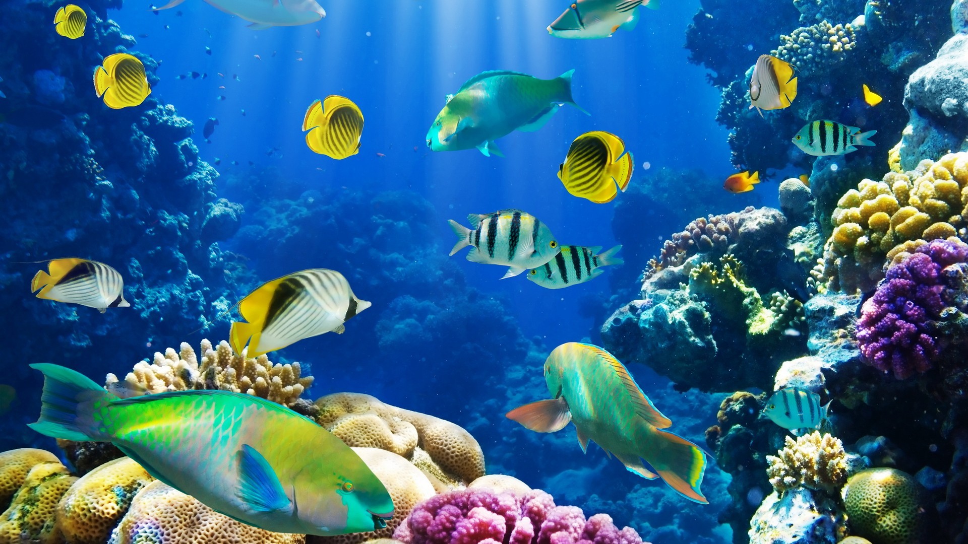 1920x1080 nature fish coral reef exotic