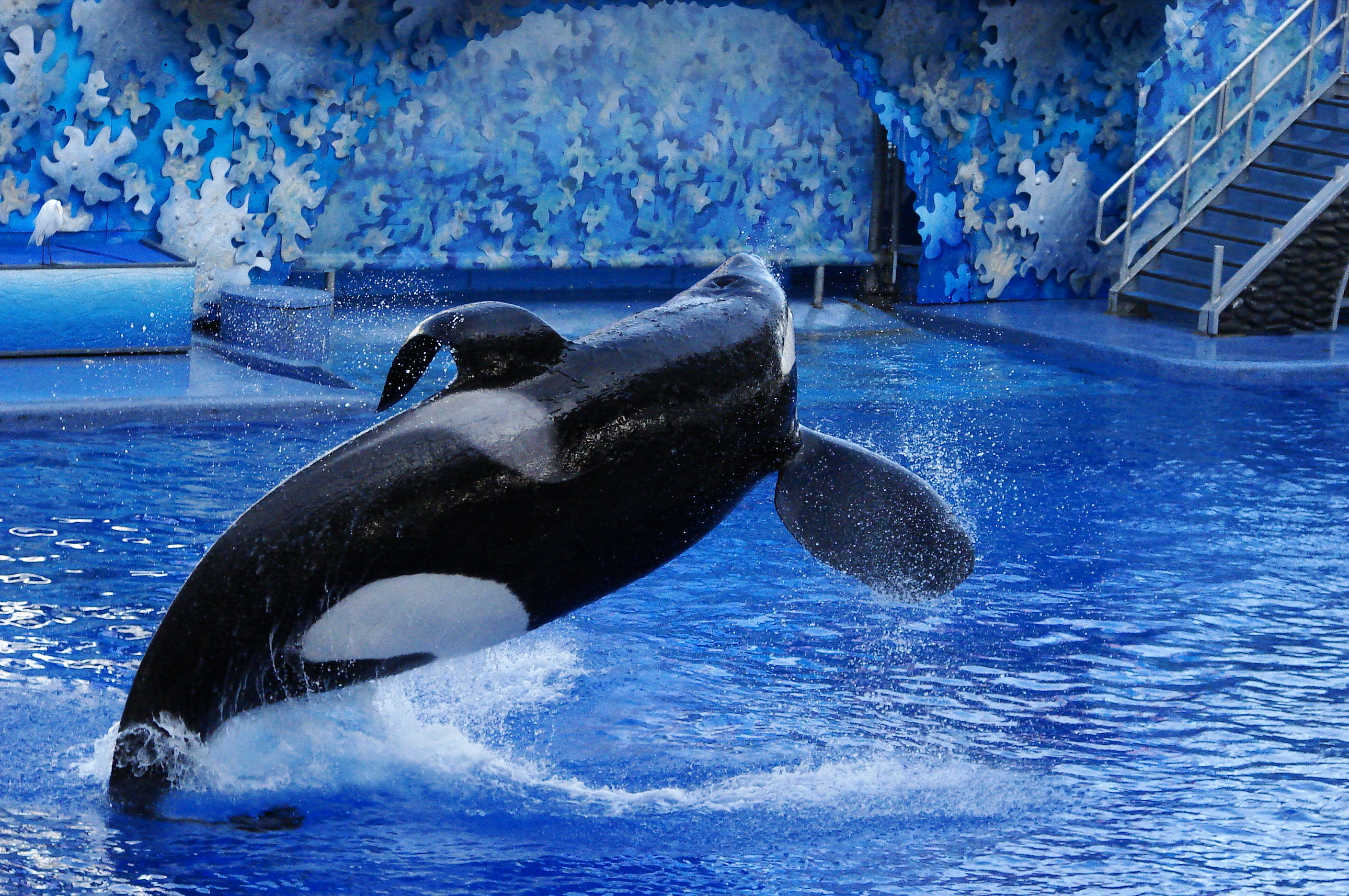 2816x1872 SeaWorld To Replace 'Shamu' Killer Whale Show: San Diego Park ...