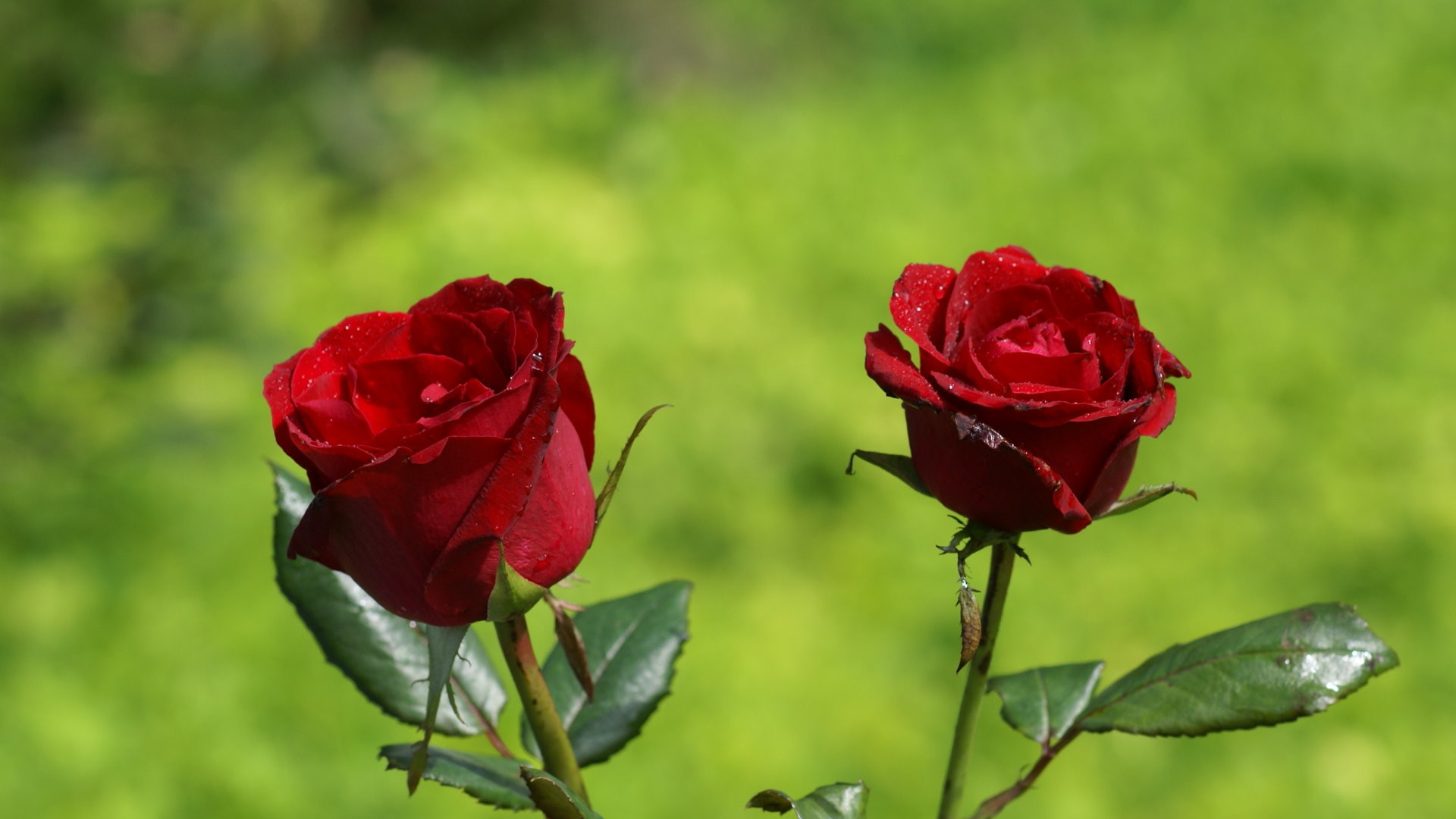1920x1080 Beautiful Red Roses - Flowers HD
