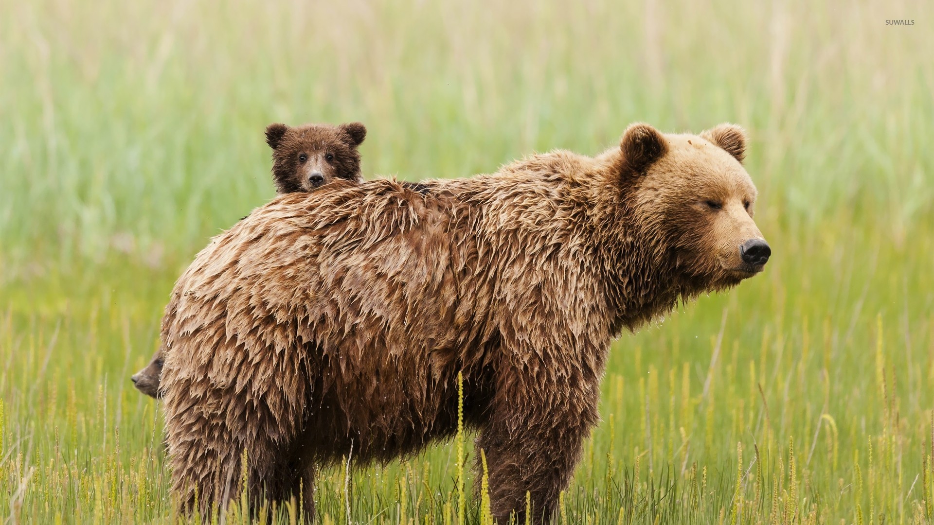 1920x1080 Bear with cubs wallpaper