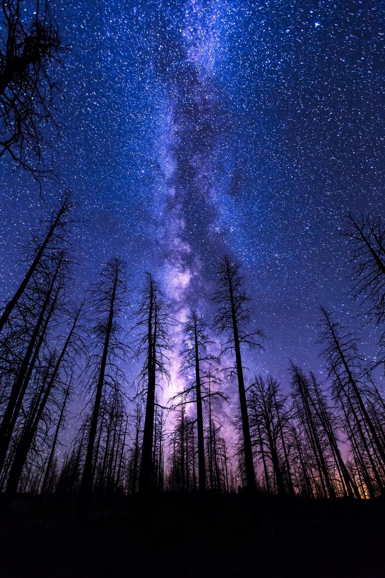 1280x1920 Mobile HD Wallpapers | NIGHT SKY START FOREST MILKYWAY VIOLET .