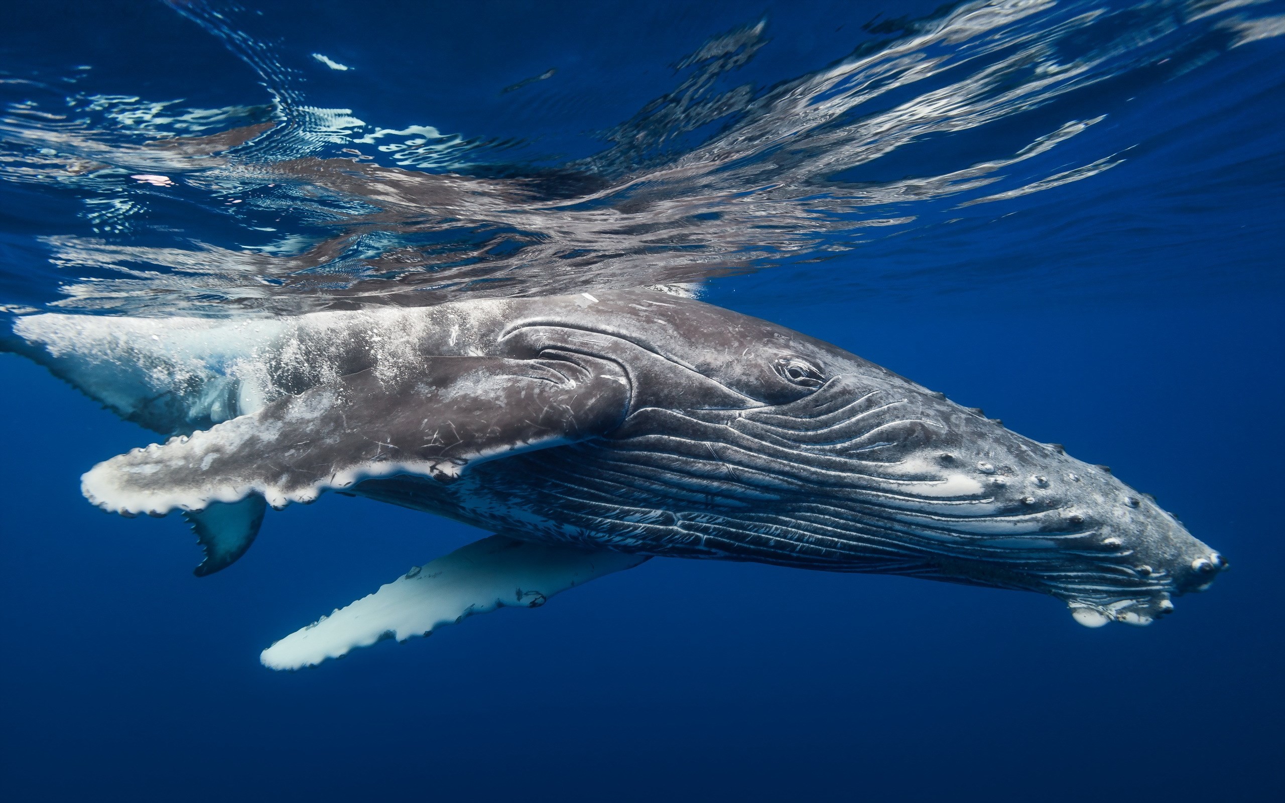 2560x1600 Desktop Backgrounds - humpback whale picture - humpback whale category