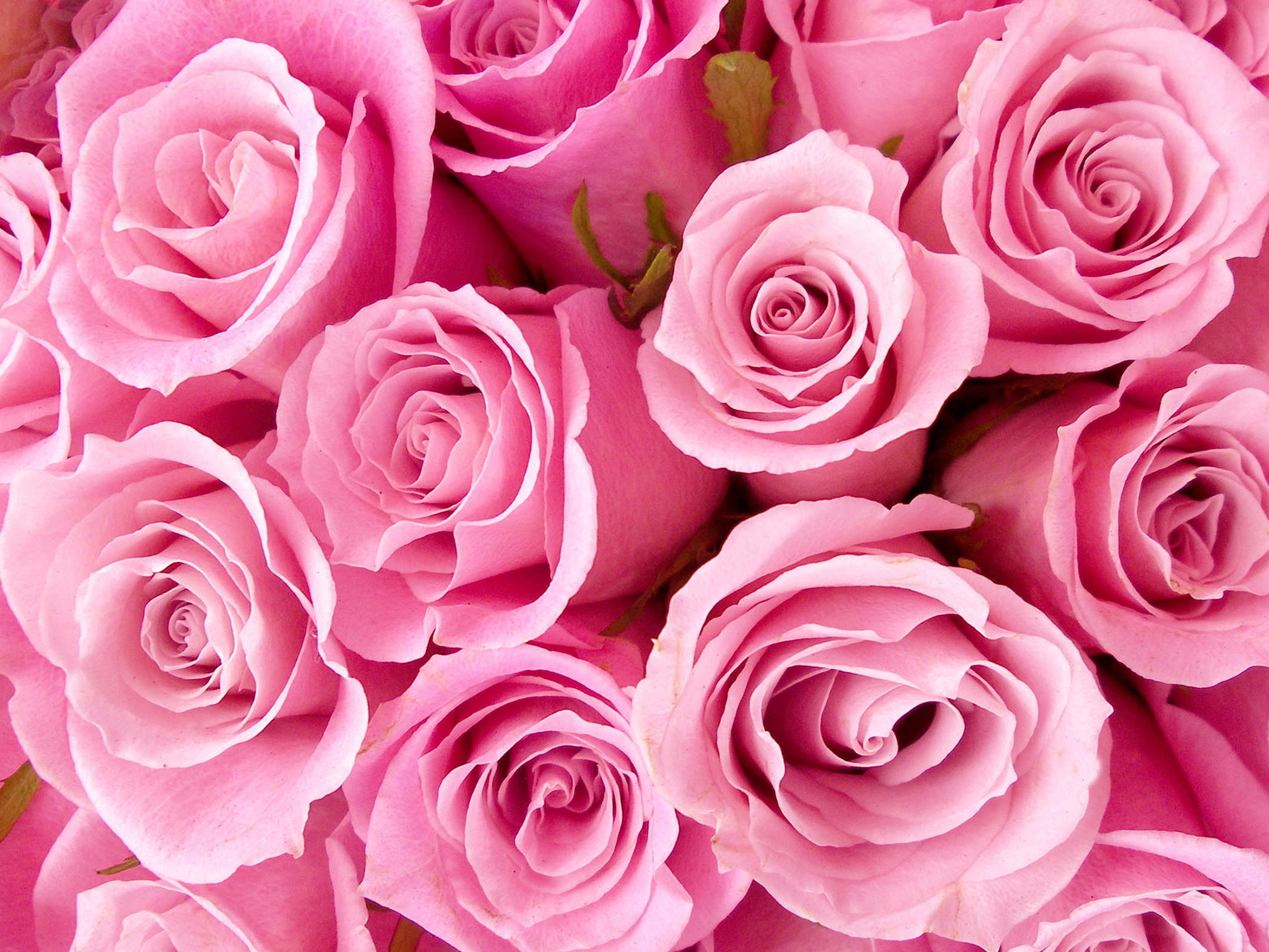 1920x1440 pink-roses-wallpaper-style1.jpg ...