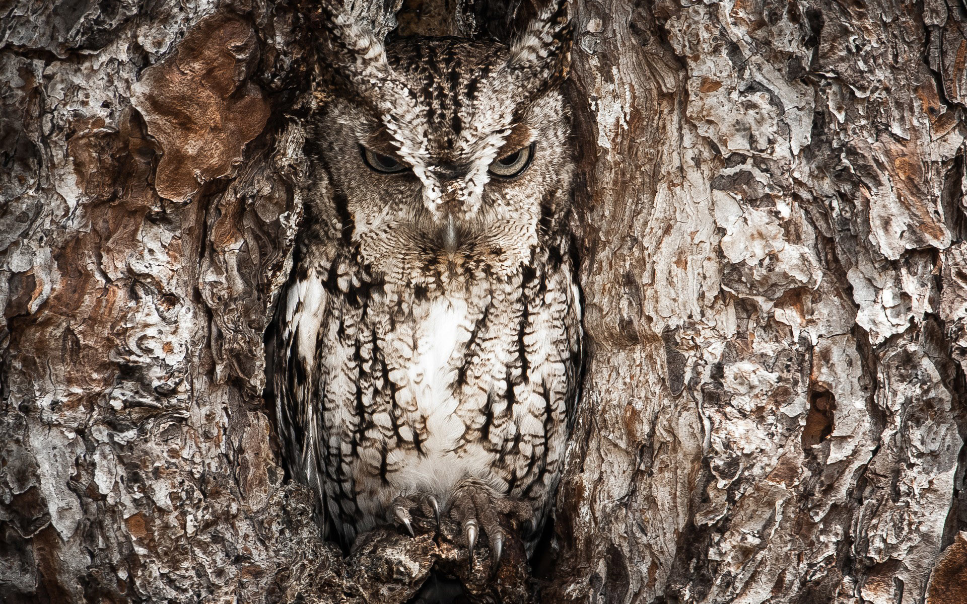 1920x1200 Realtree Camouflage Owl Animal HD Wallpapers.