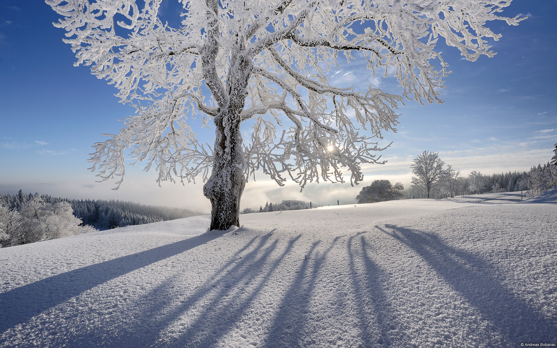1920x1200 Explore and share Winter Christmas Desktop Backgrounds