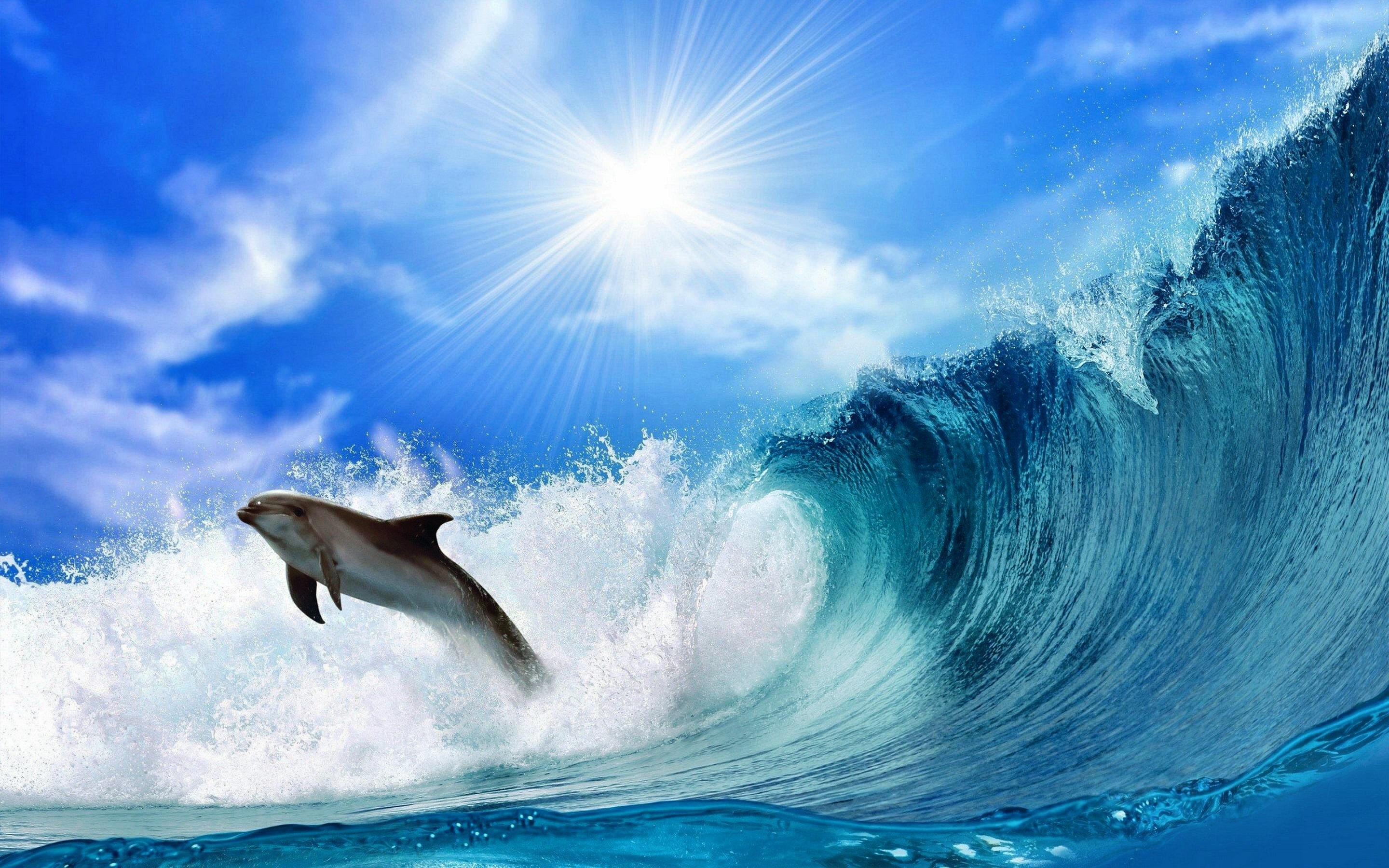 2880x1800 HD Wallpaper | Background Image ID:328209.  Animal Dolphin