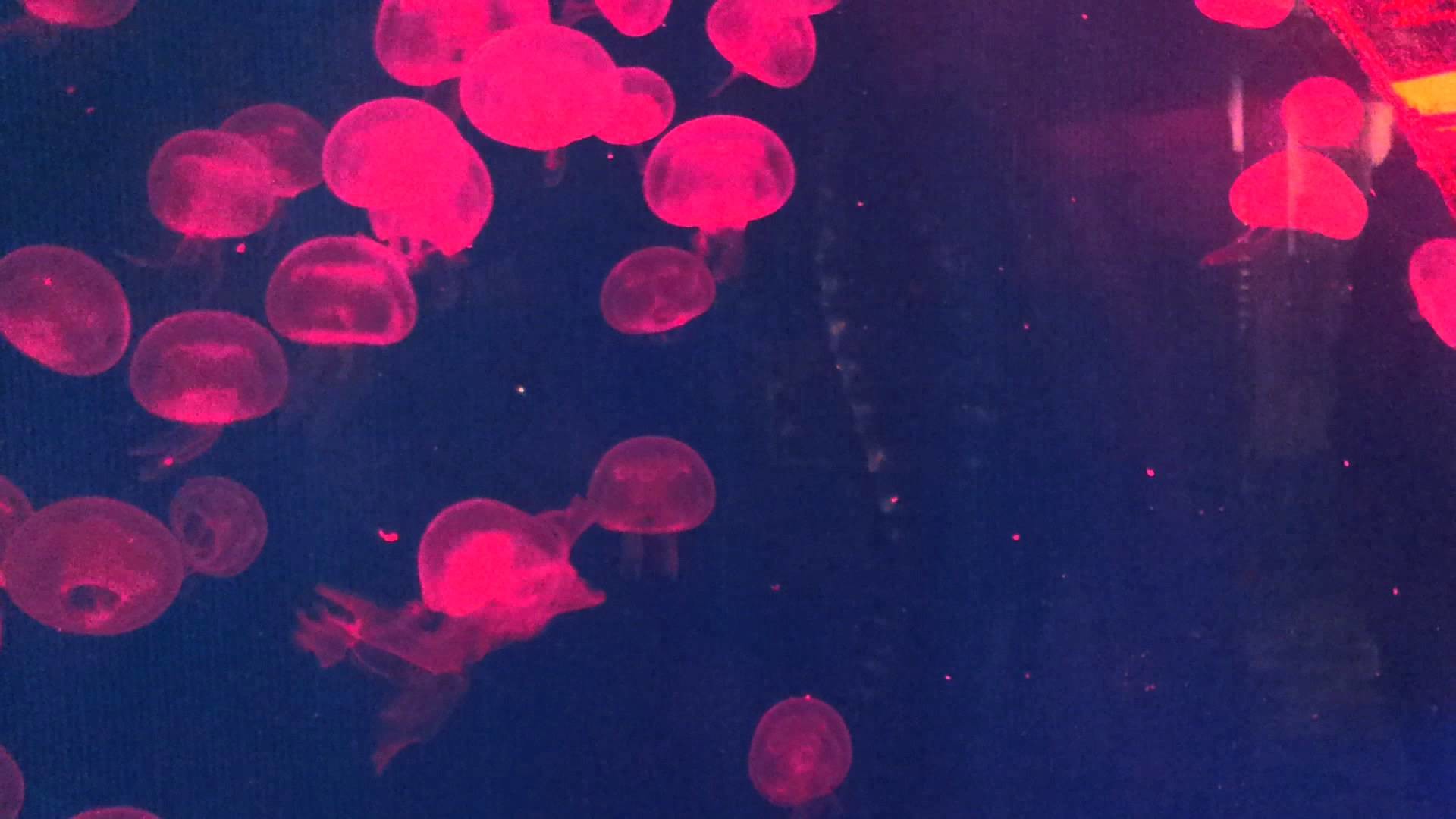 1920x1080 color changing jellyfish