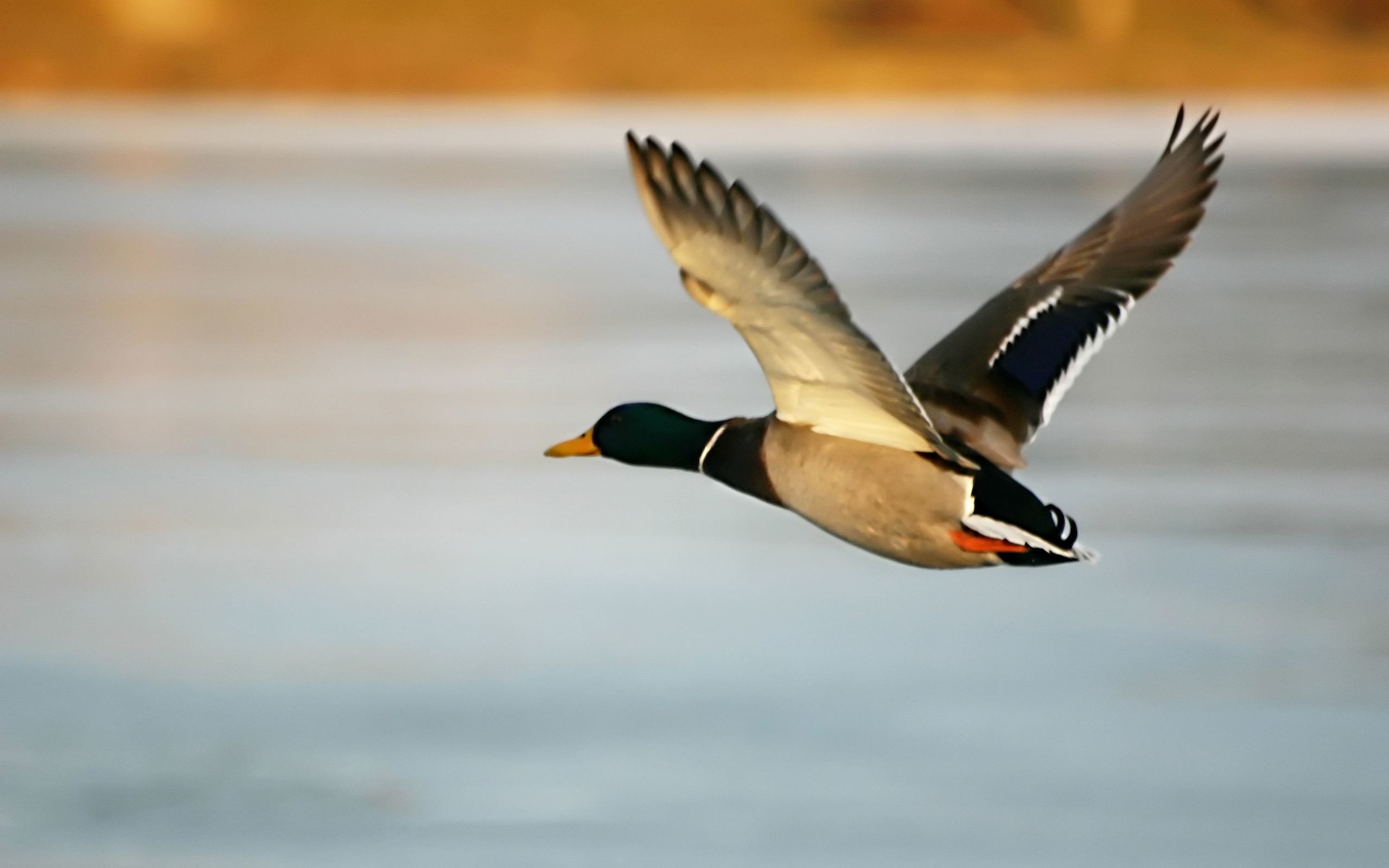 2560x1600 Duck Wallpaper in HQ Resolution – download for free