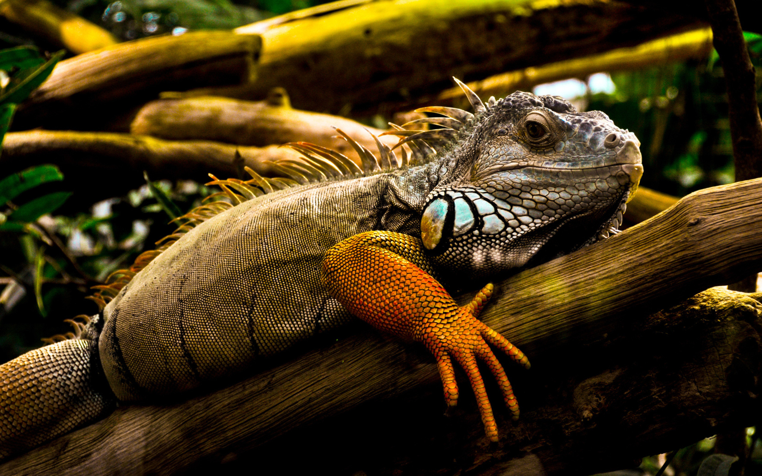 2560x1600 ... YCV-55: Iguana Background Wallpapers for Computer ...