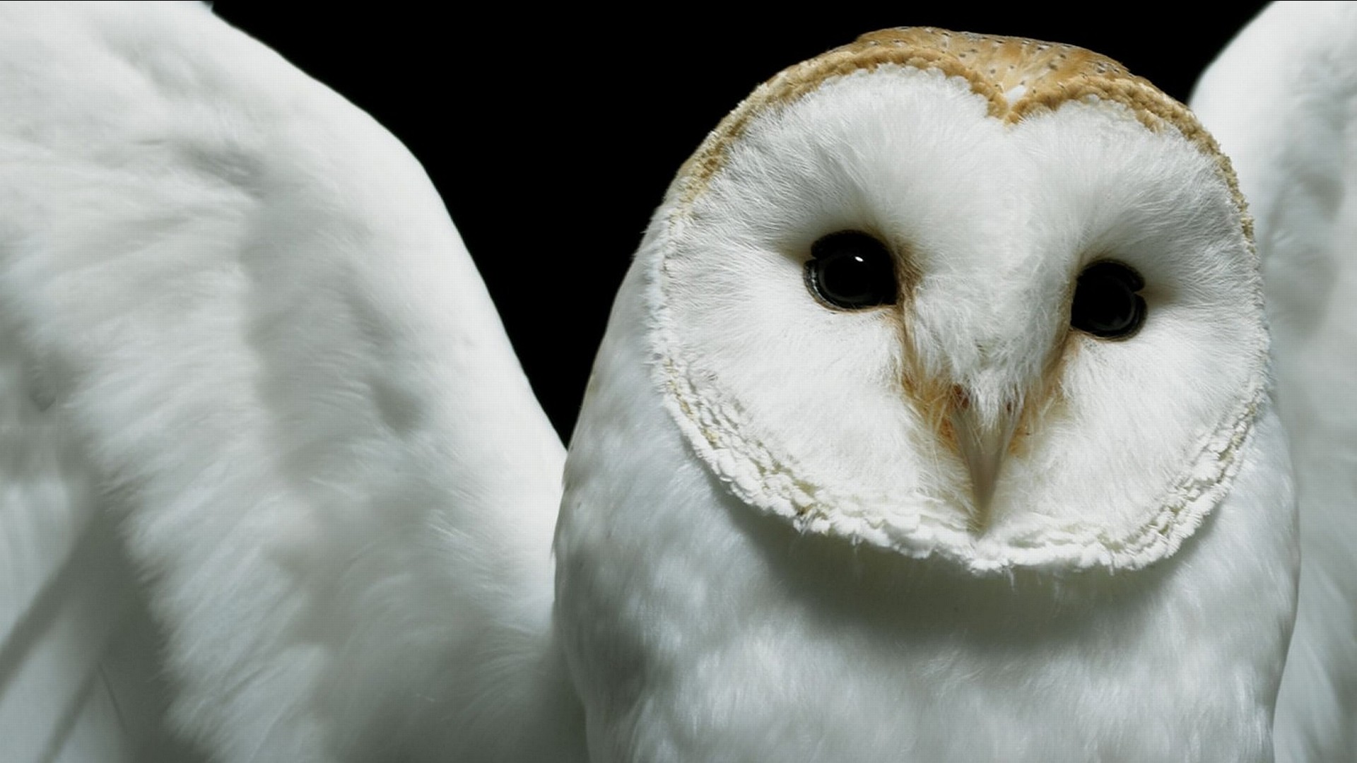 1920x1080 Picture Of Owl Baby HD Desktop Wallpaper, Background Image