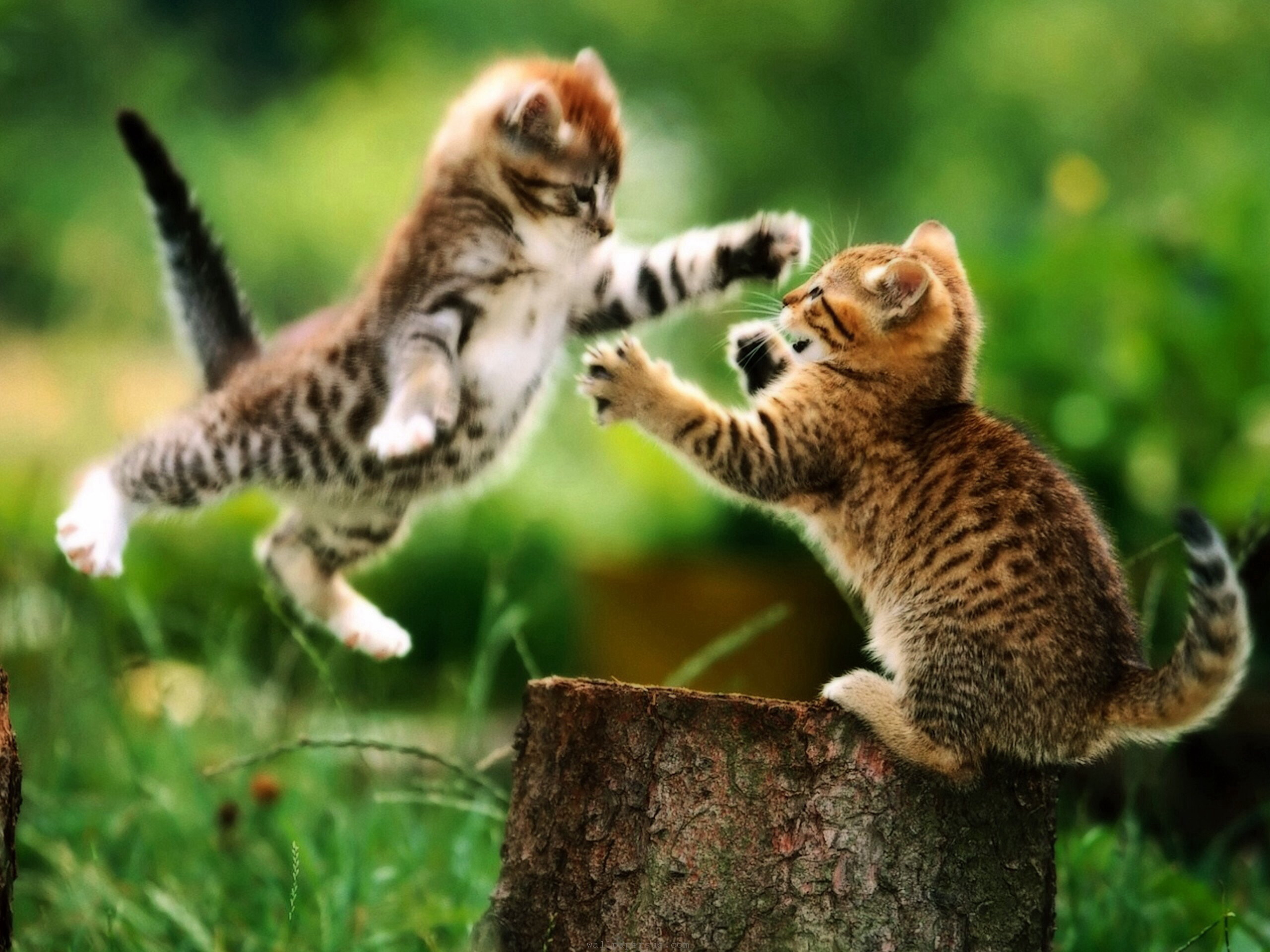 2560x1920 Animal, Funny Cat Wallpaper Fight: Optimizing Wallpaper Hd Cat for .