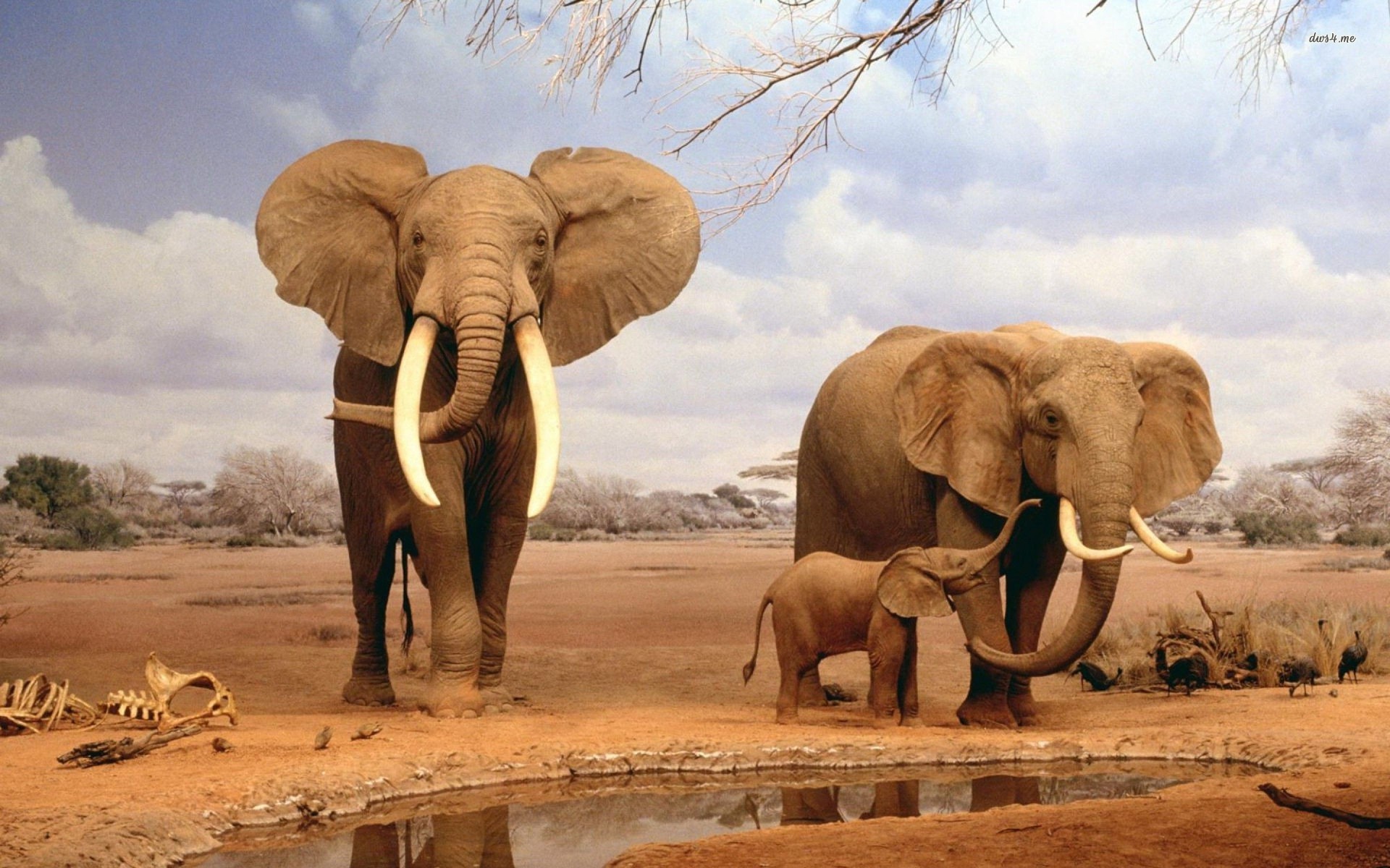 1920x1200 18526 Elephants With Calf Animal Wallpaper