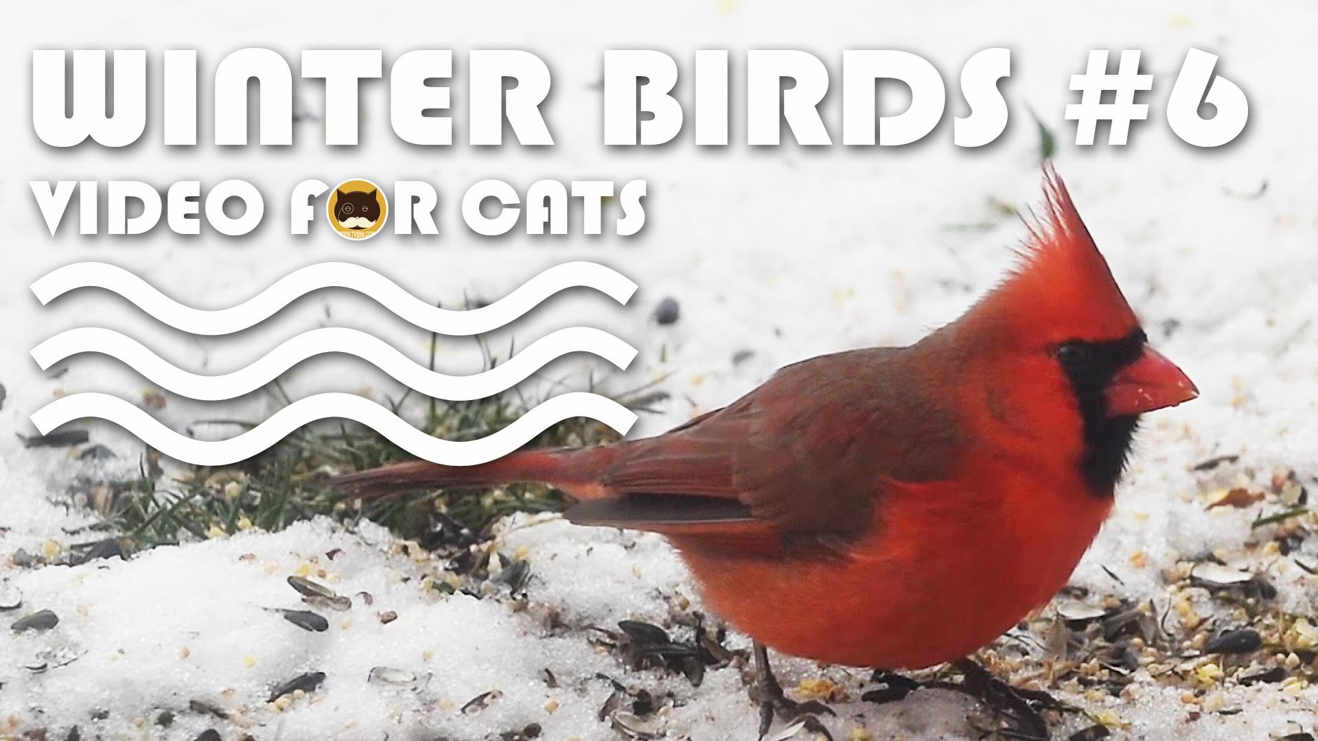 1920x1080 Winter Birds #6: N.Cardinal, Sparrows, M.Doves, Dark-eyed Junco, Finches. -  YouTube
