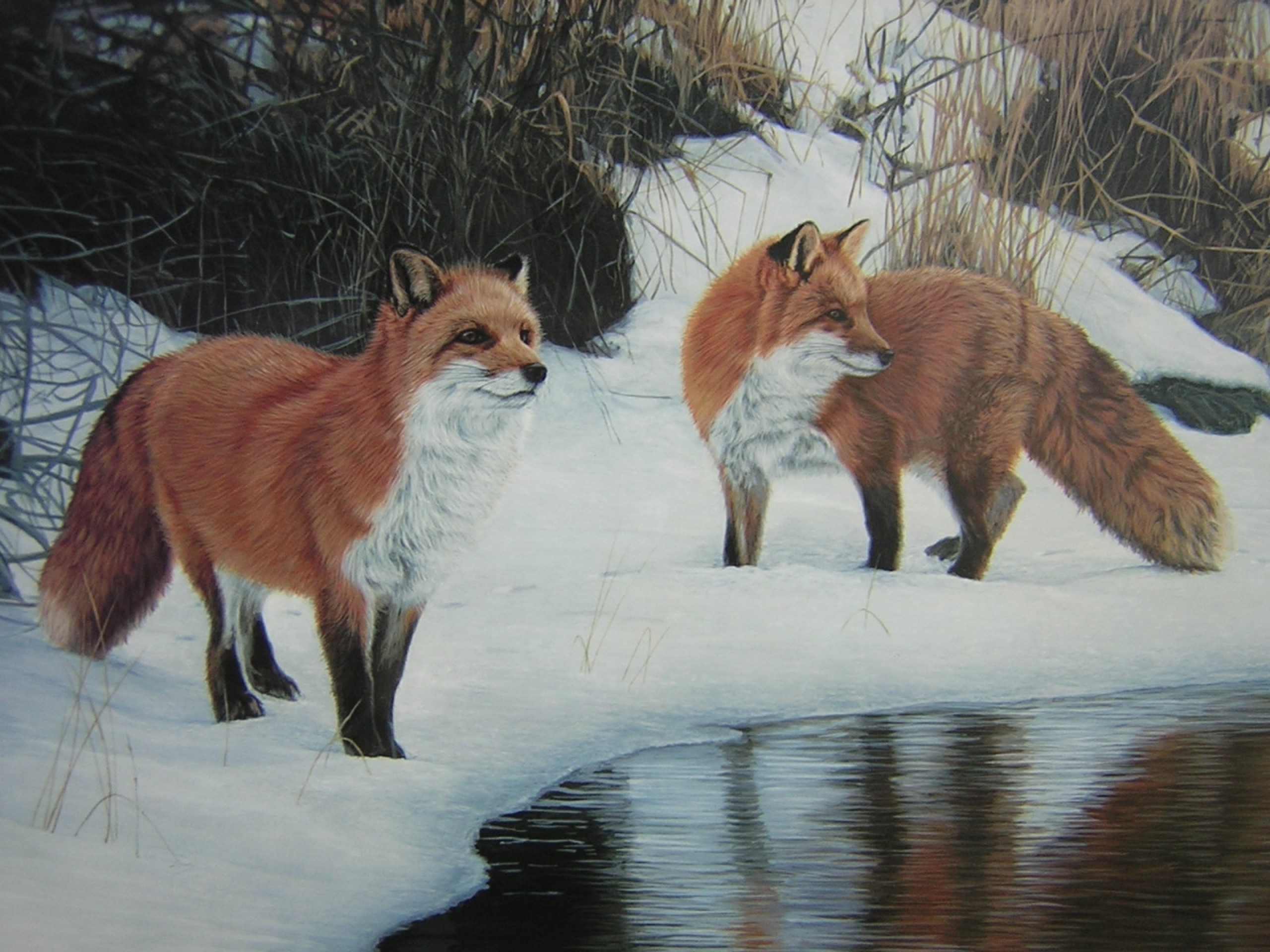 2560x1920 Foxes Snow Water Gras Painting wallpapers and stock photos