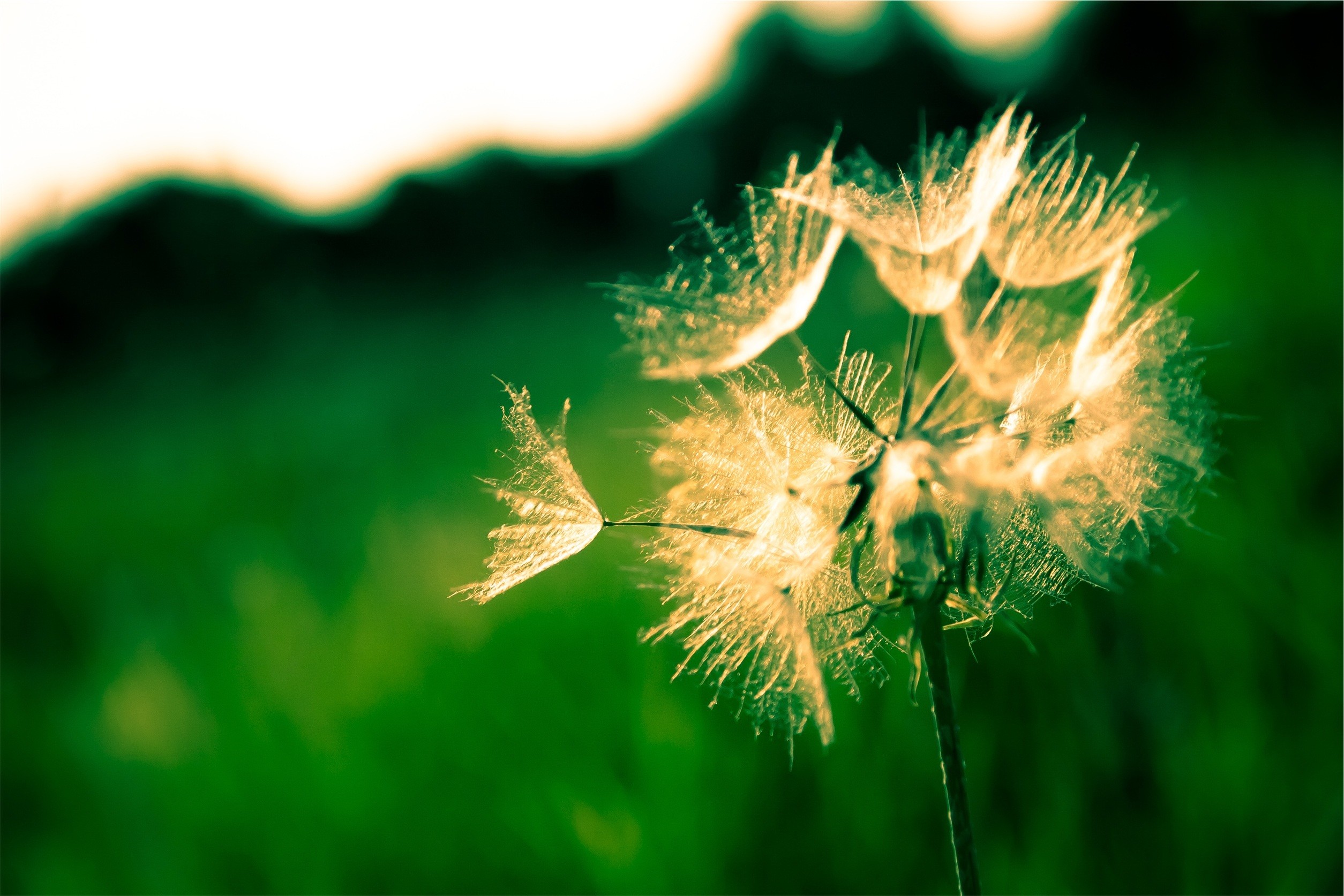 2509x1673 Free Images : tree, nature, grass, branch, blossom, light, white, meadow,  dandelion, sunlight, leaf, flower, summer, sparkler, green, natural,  yellow, ...