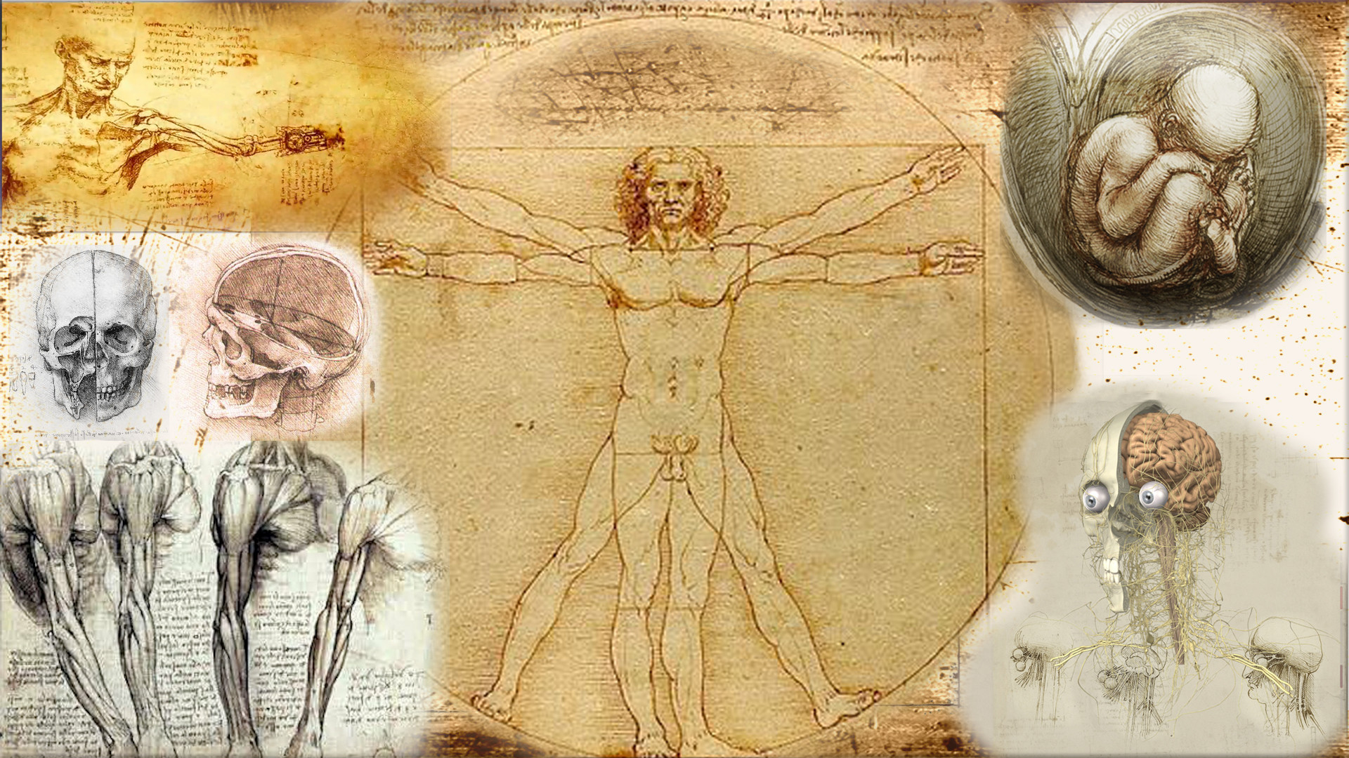 1920x1080 ... Top Leonardo Da Vinci Diagrams Wallpapers ...