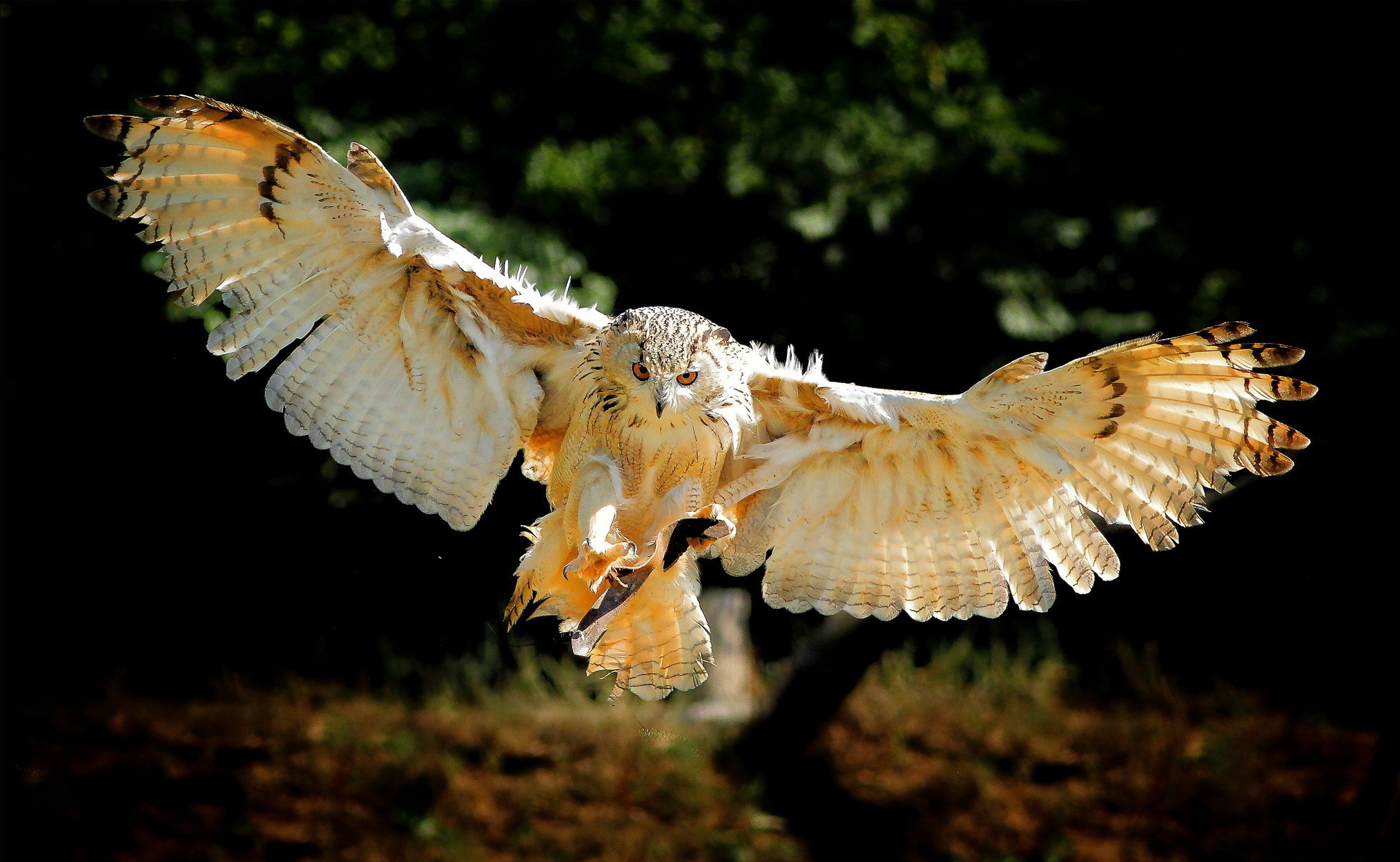 2028x1249 Animals Low Flying Owl Wallpaper In The Forest Owl Forest HD Wallpaper